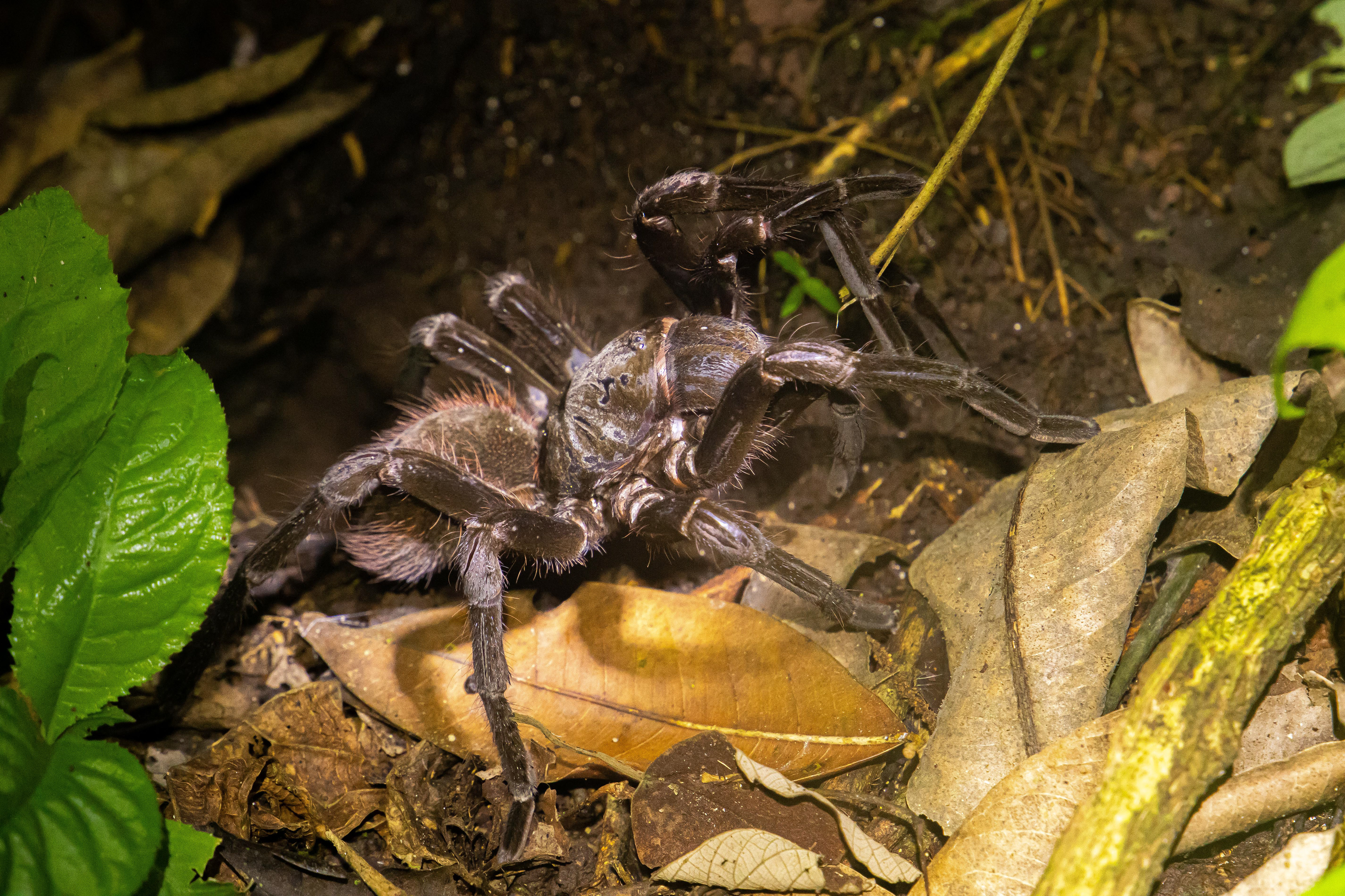 Tarantula, Peru
