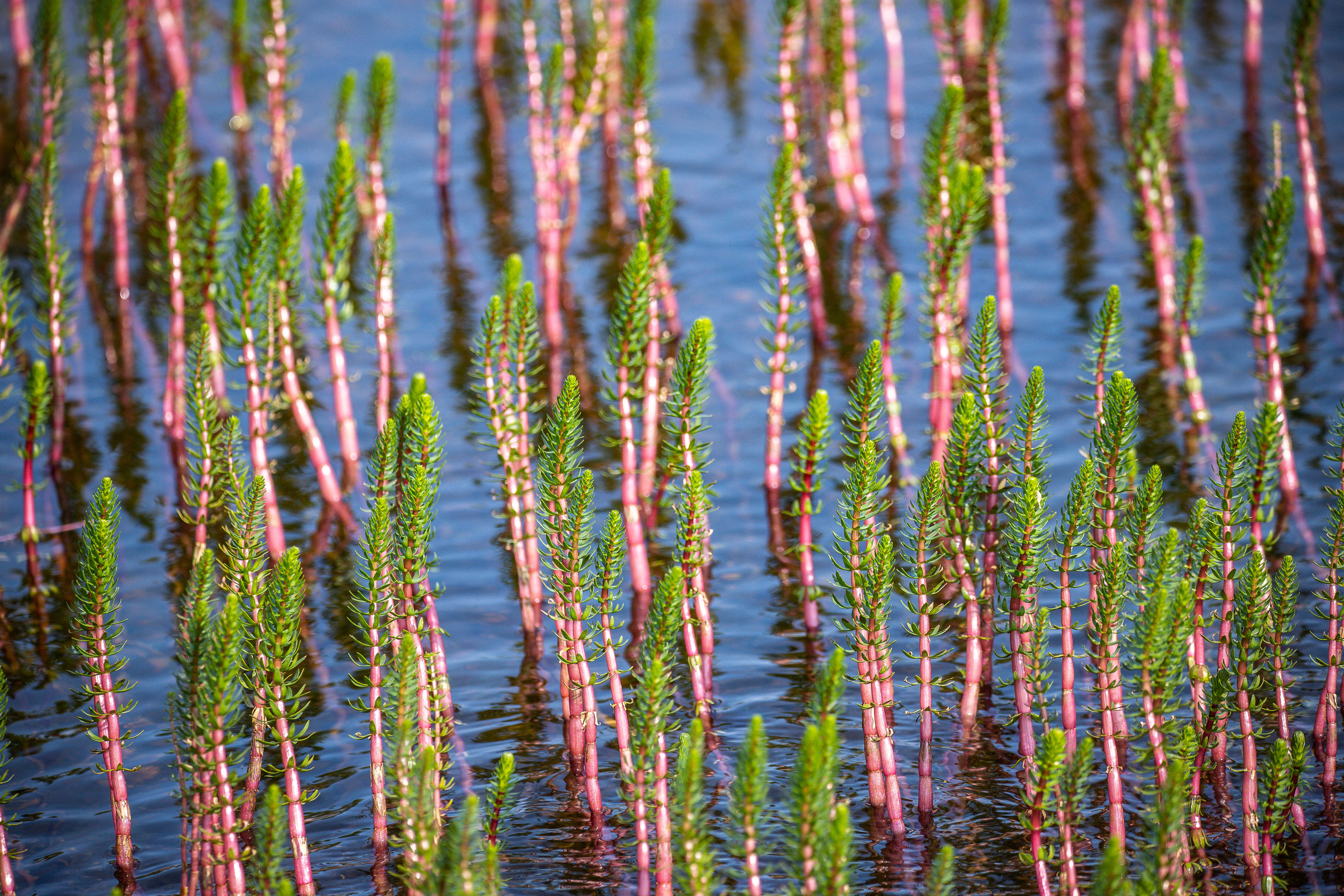 Asparagus Aquarobics 2