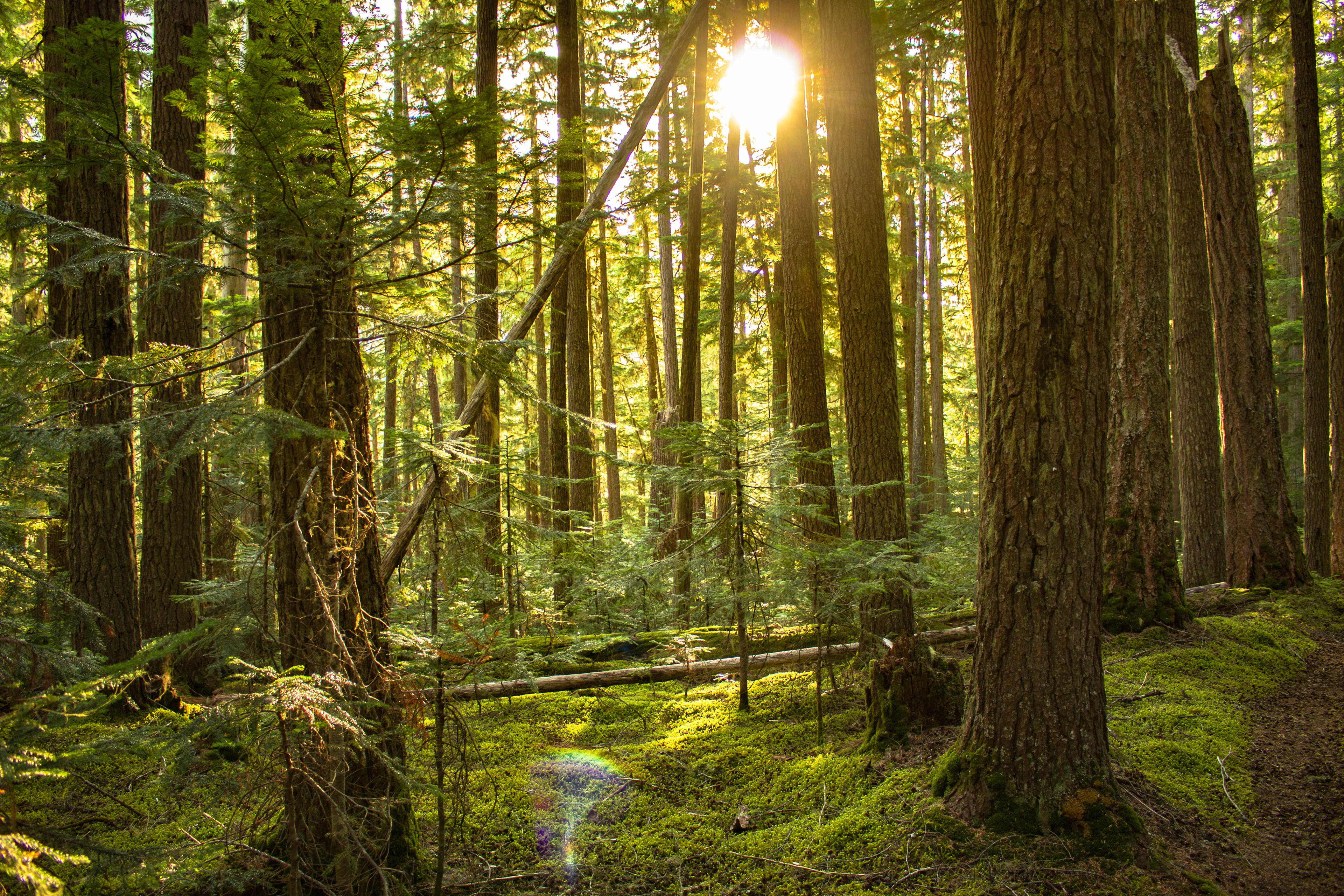 Cascade Sunshine