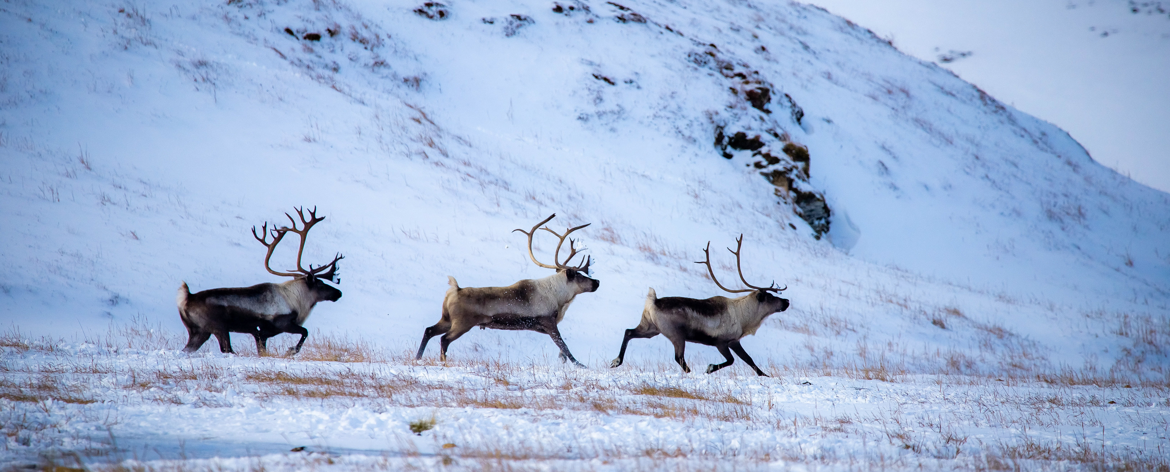 Running with the Reindeer Bulls