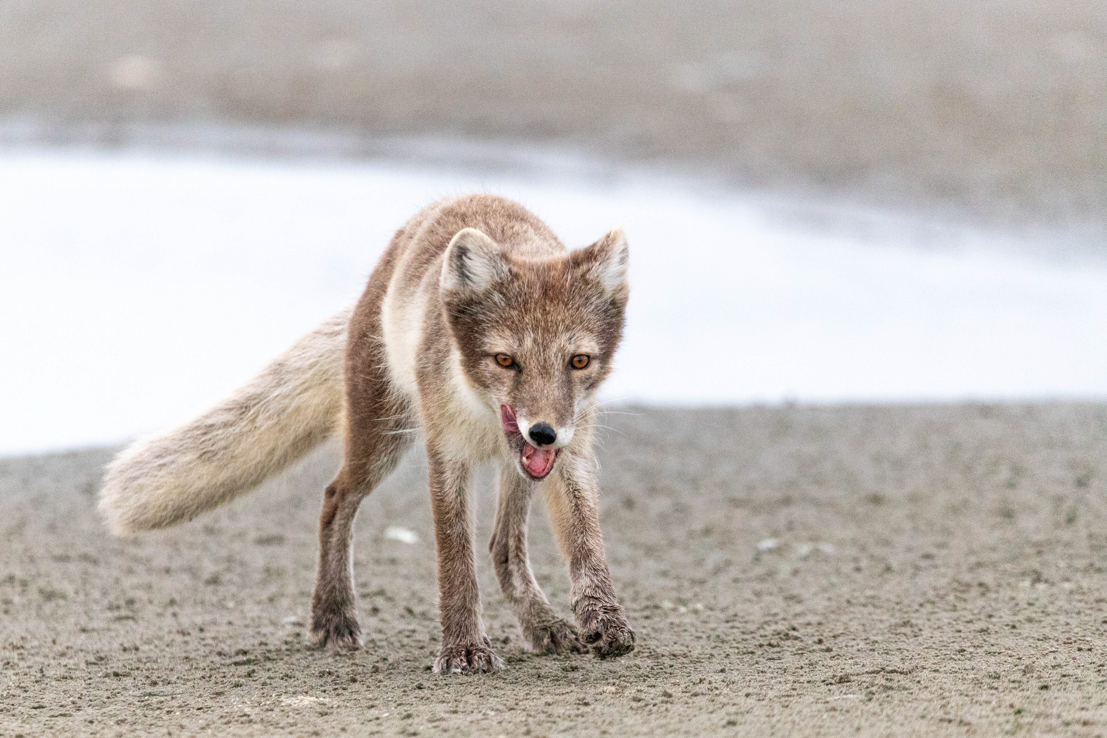 Arctic Fox Summertime
