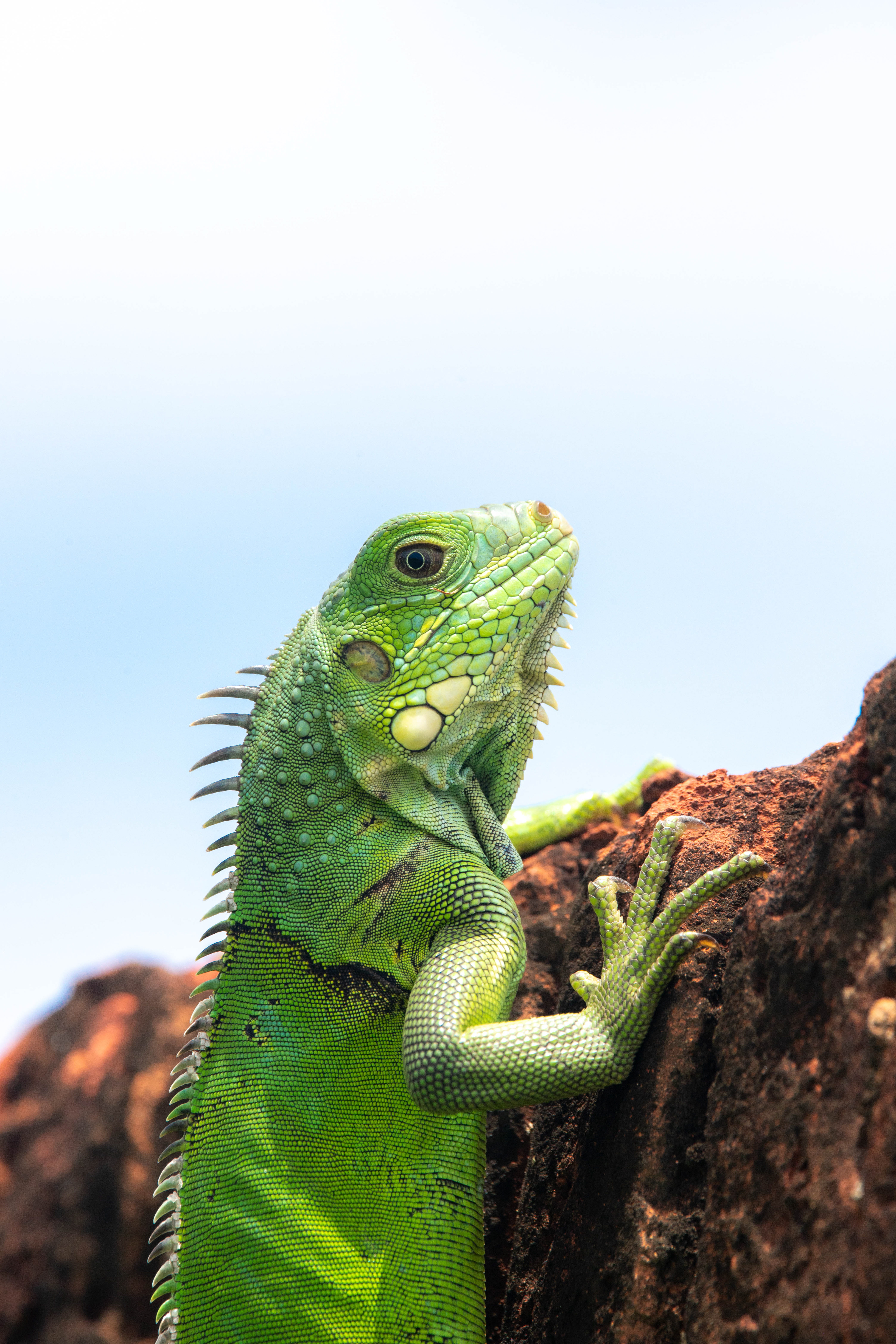 Young Iguana, Puerto Rico