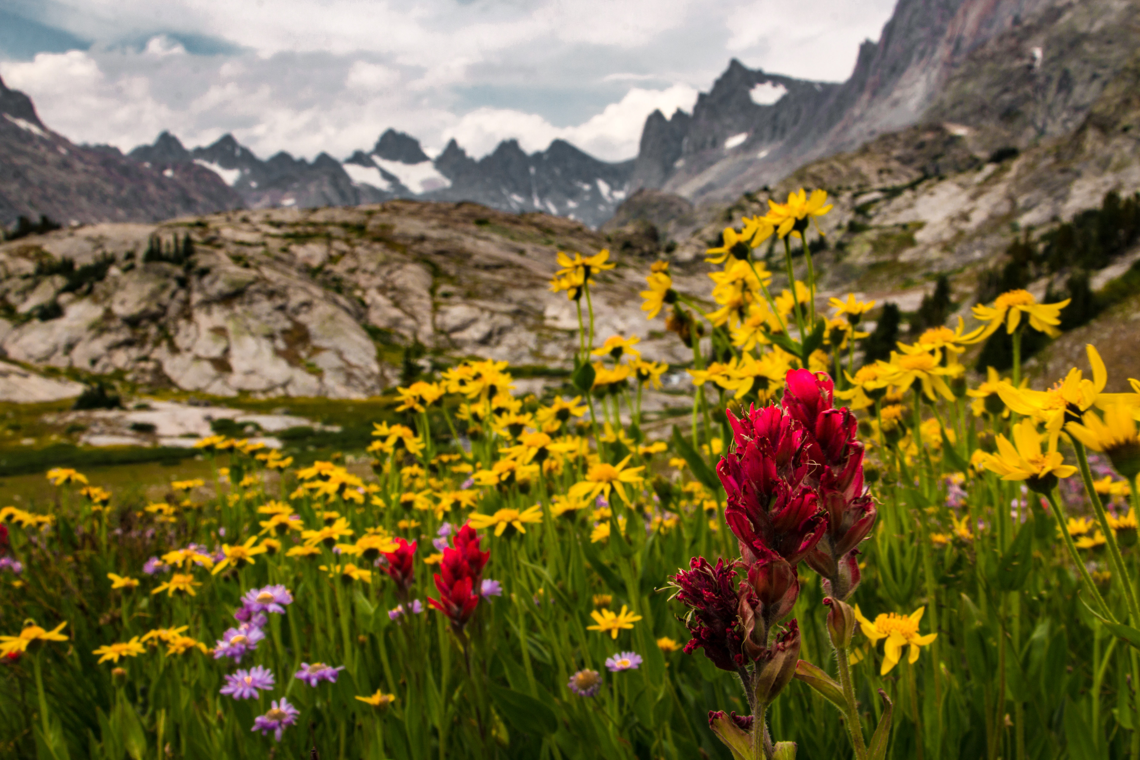 Titcomb Flowers
