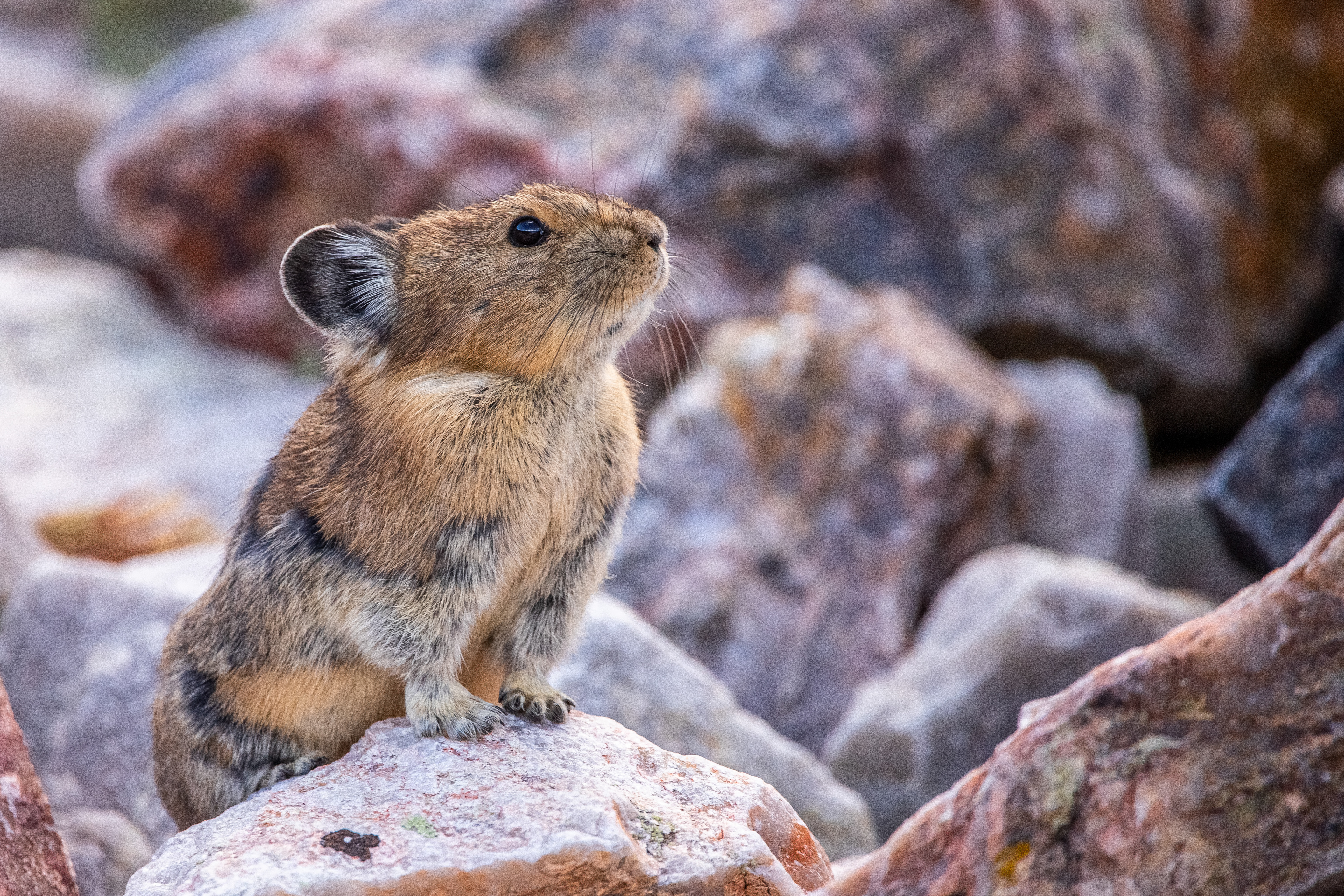 Pika Hero