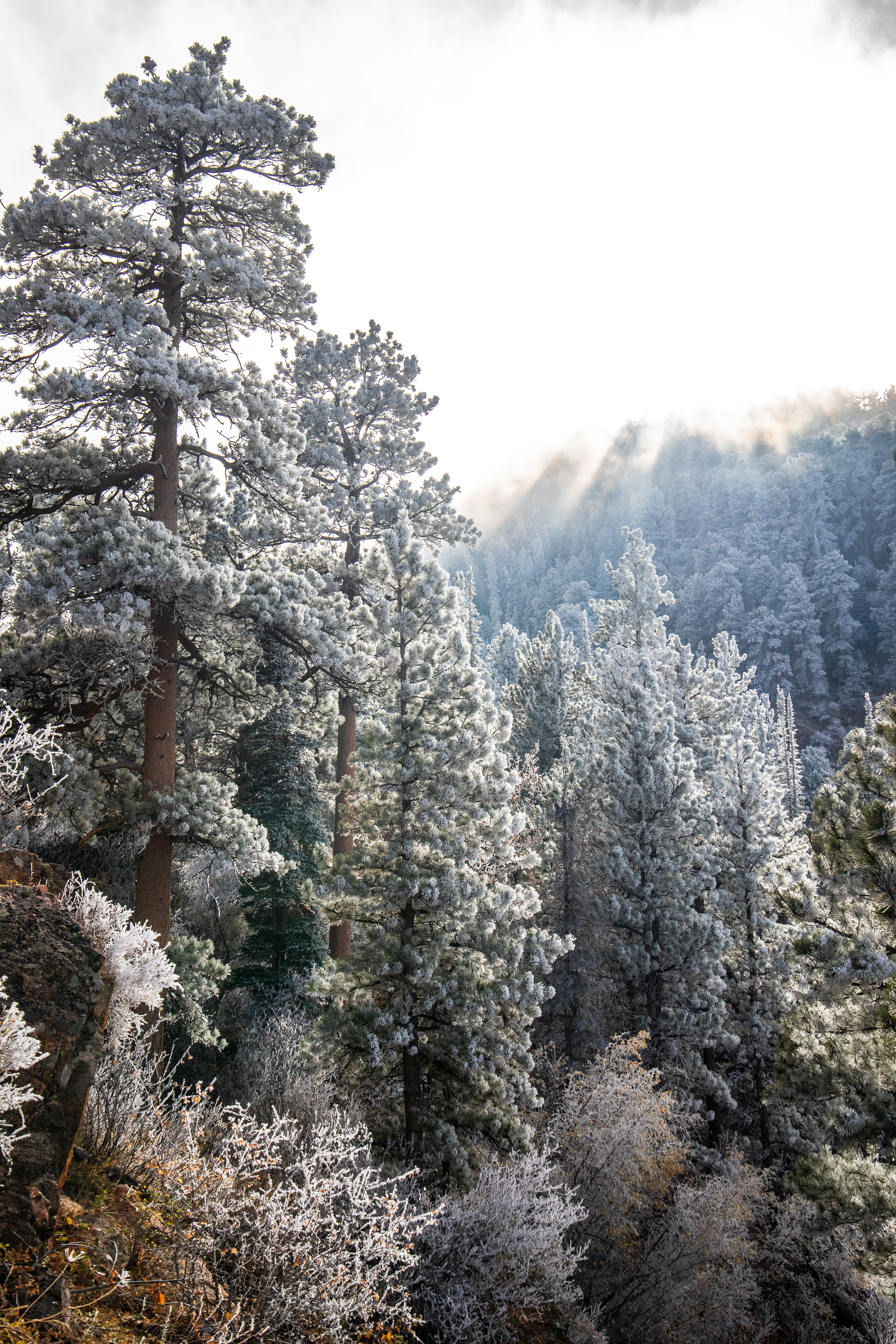 Frosted Needles