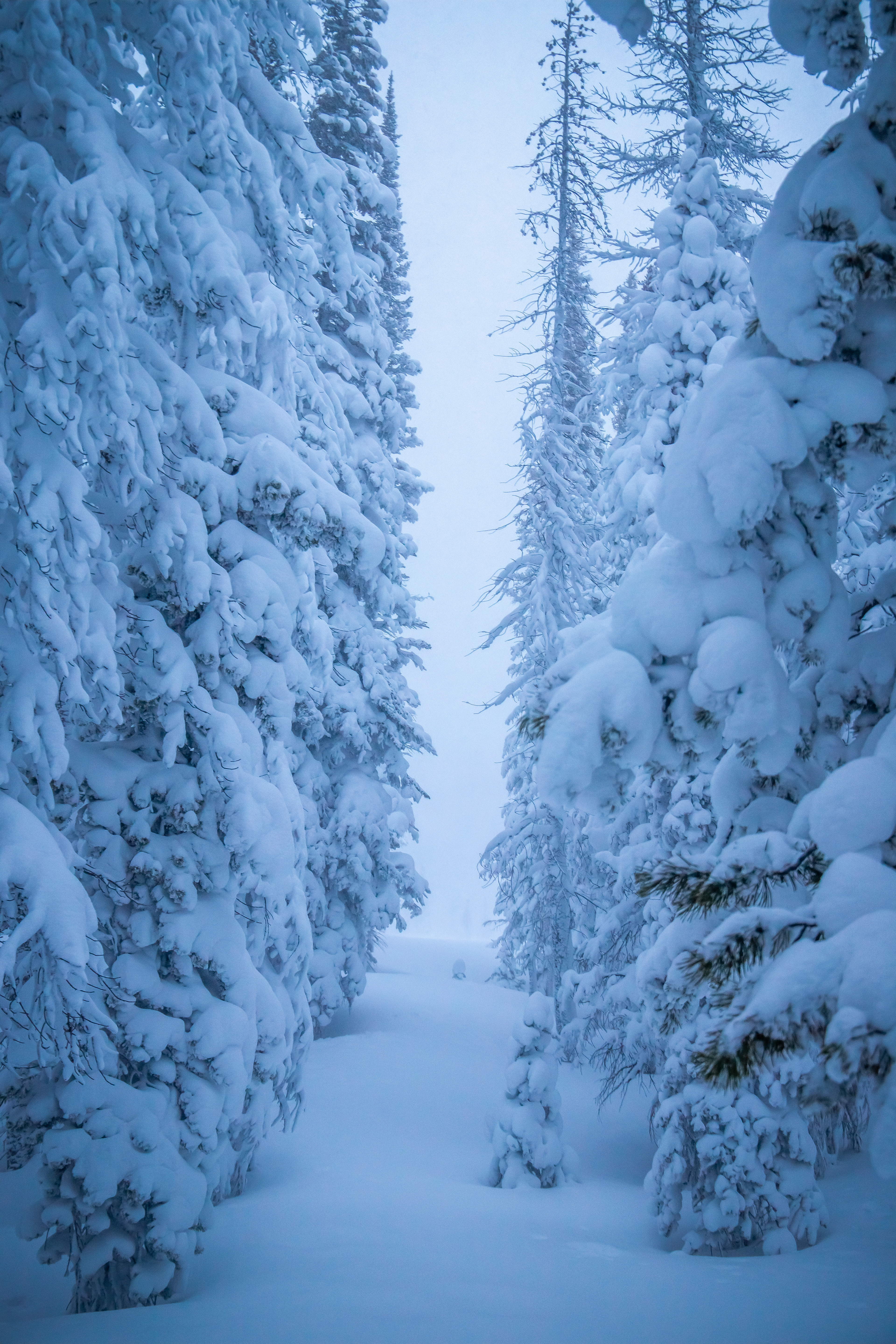 Soft Trails