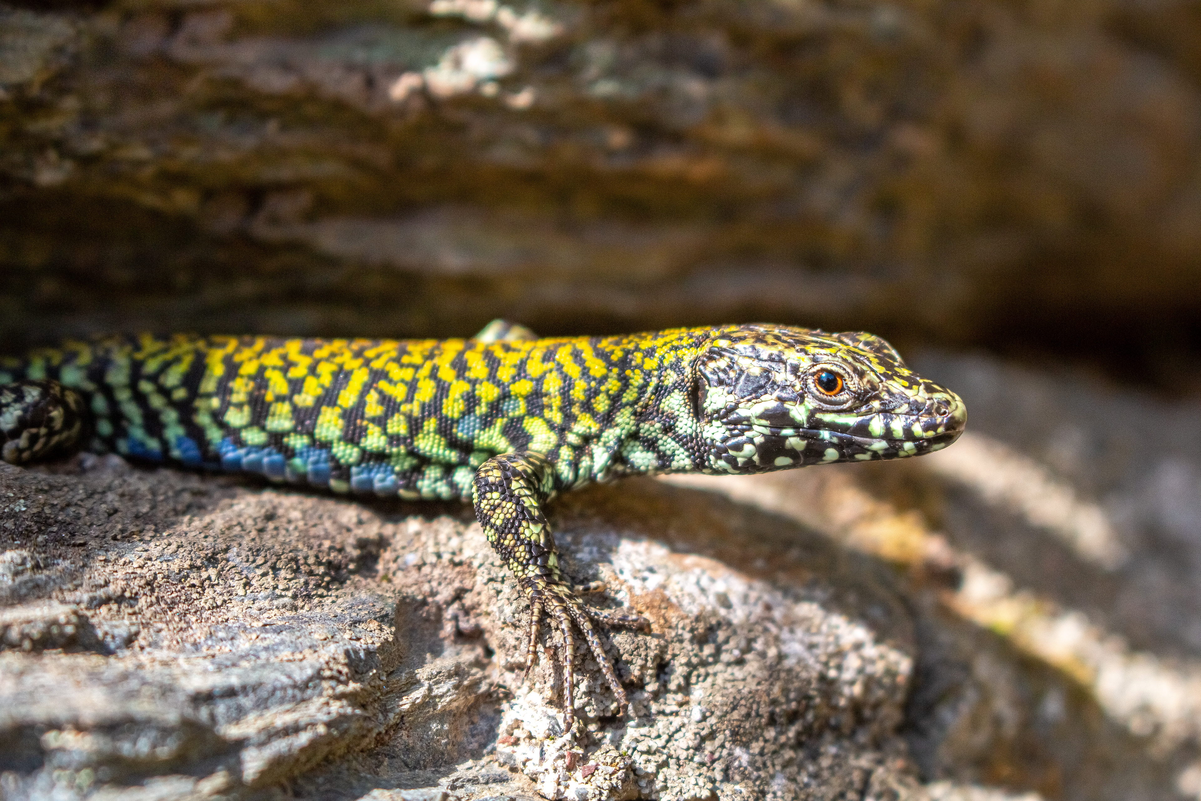 Italian Wall Lizard, Italy