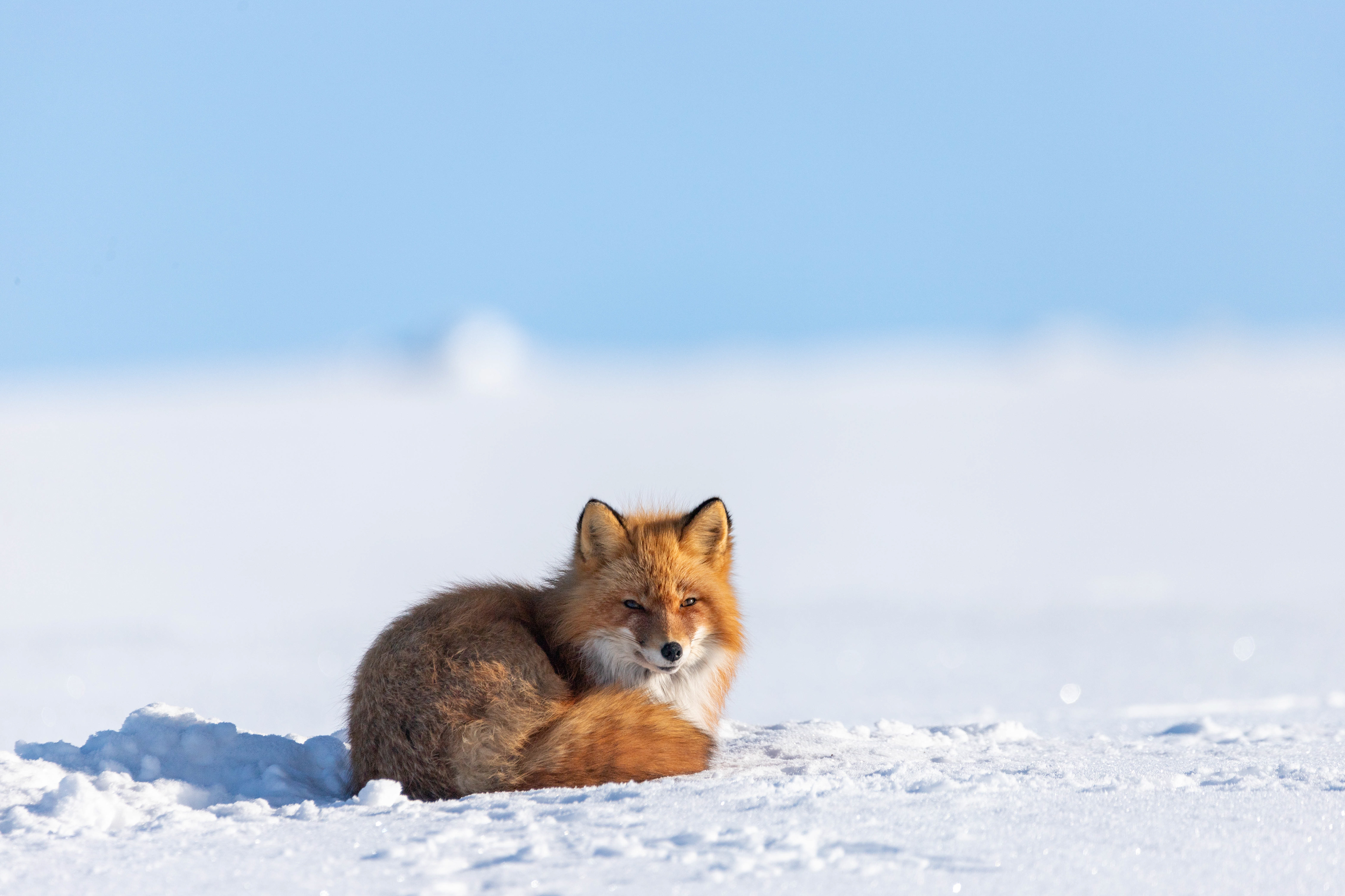 Red Fox Rest 1