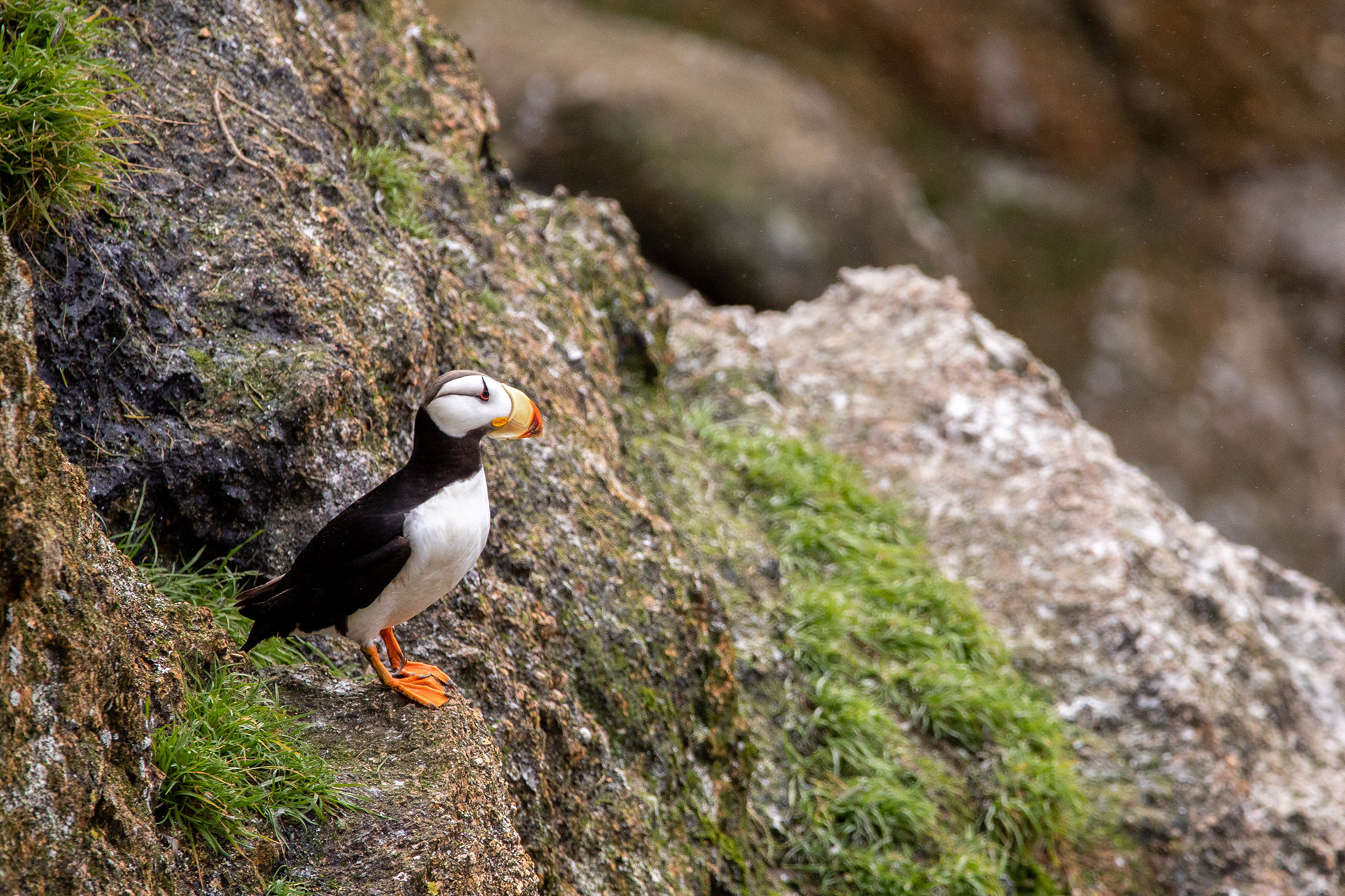 Pondering Puffin