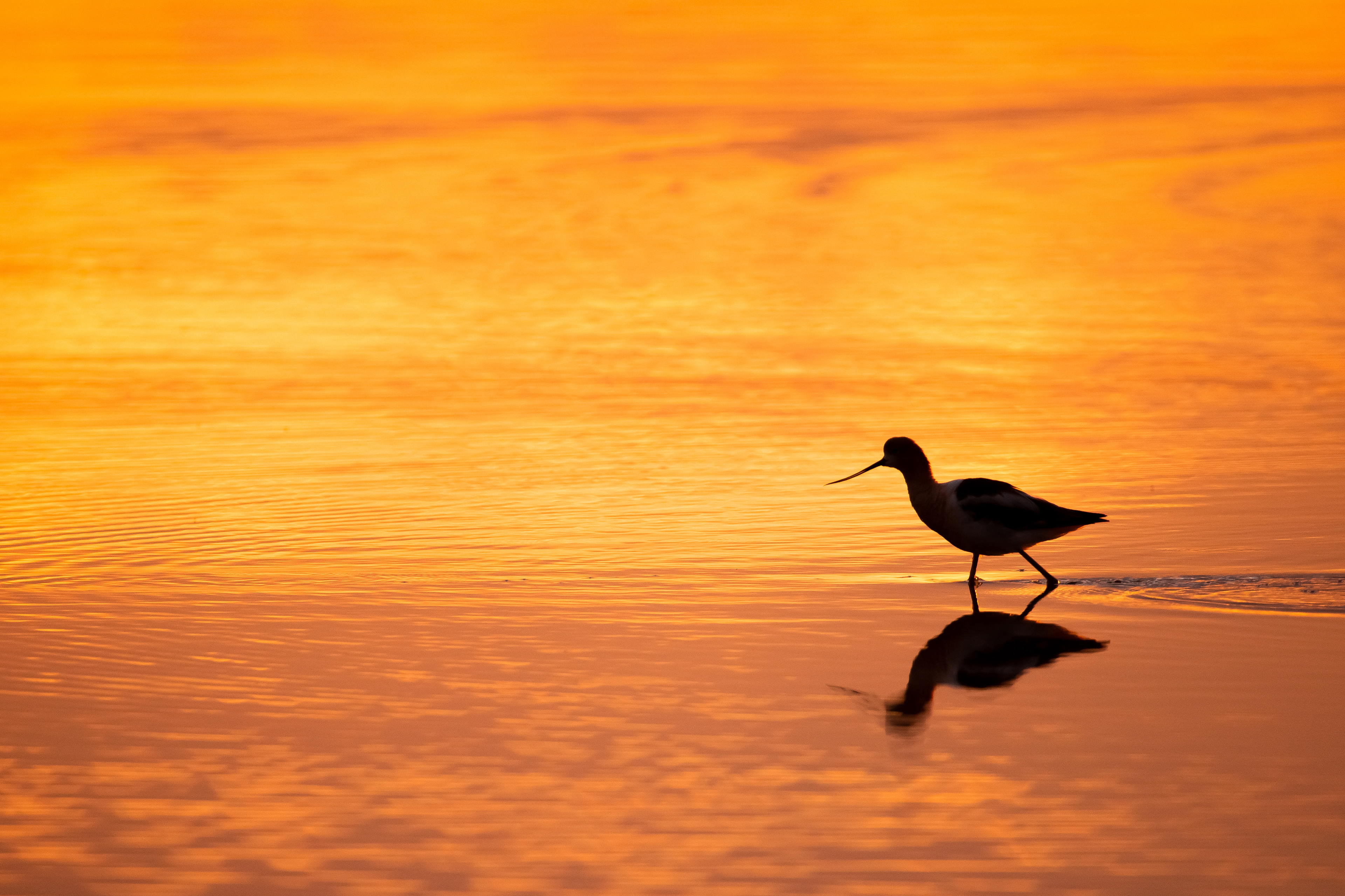 Avocet Reflection
