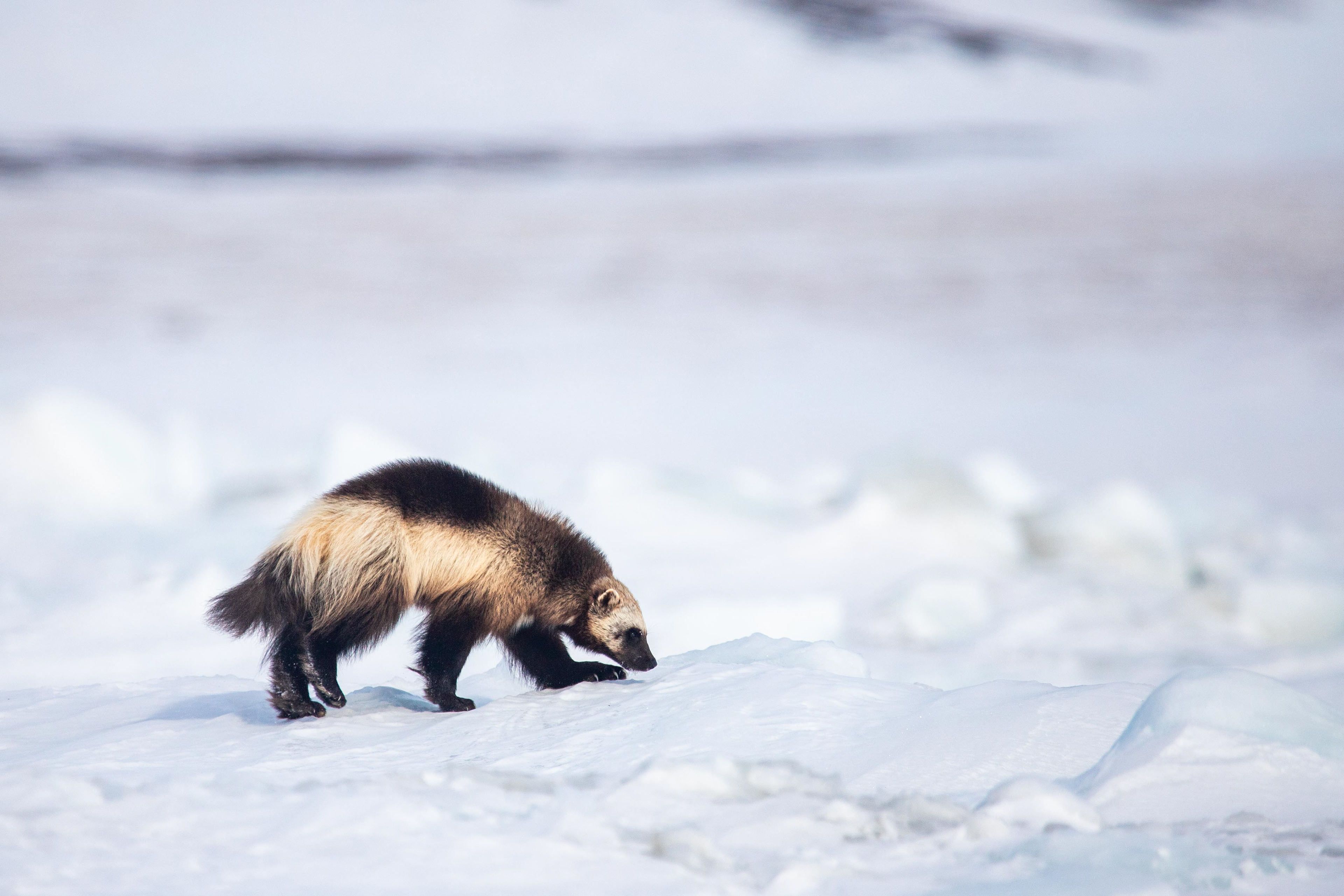 Wandering Wolverine