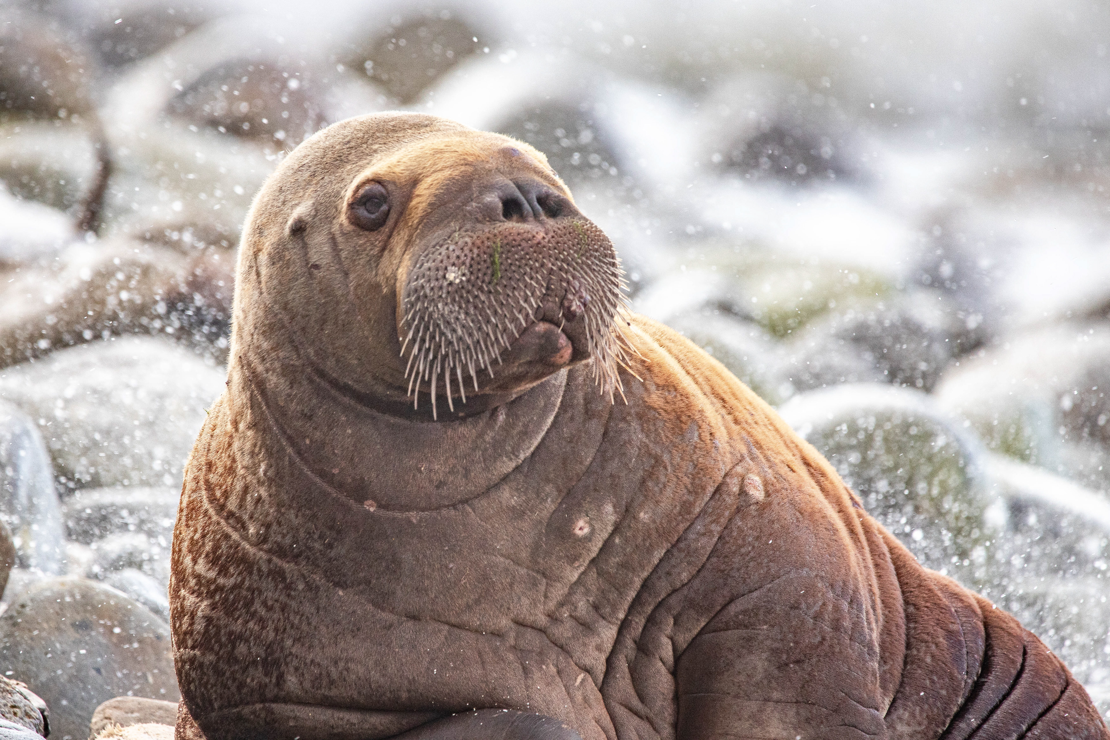 Baby Walrus 2
