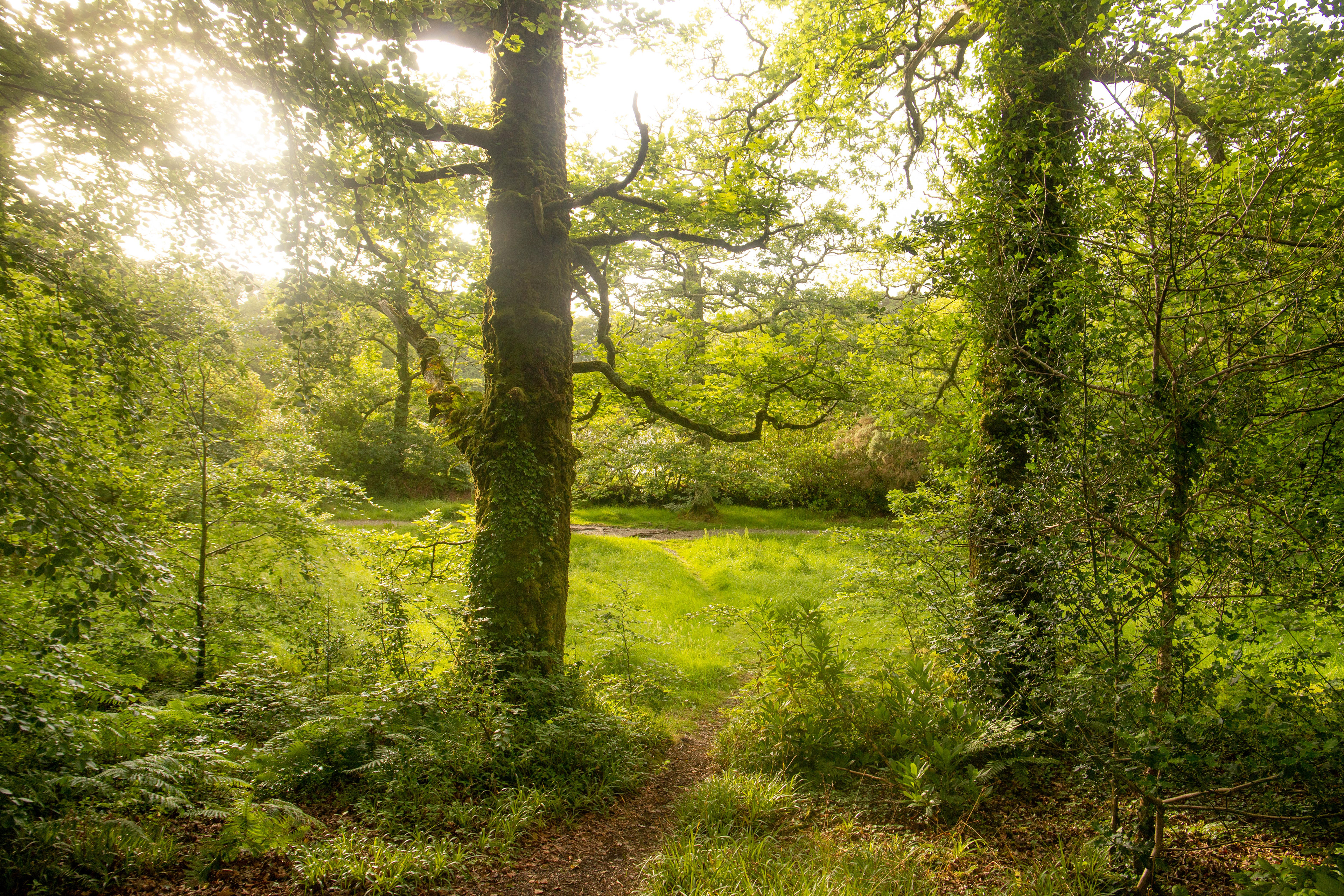 Evening Glade, Ireland