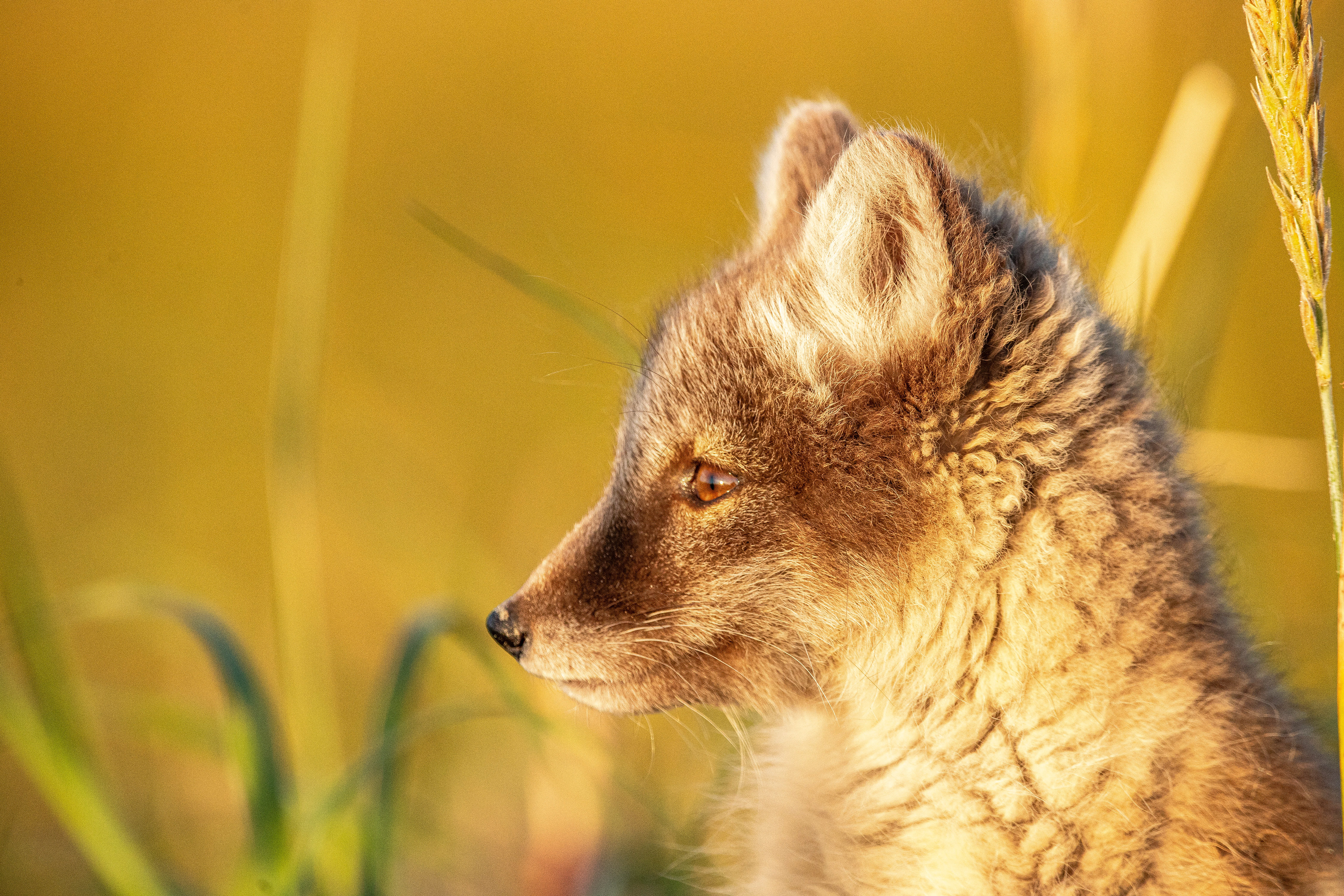 Arctic Fox Profile