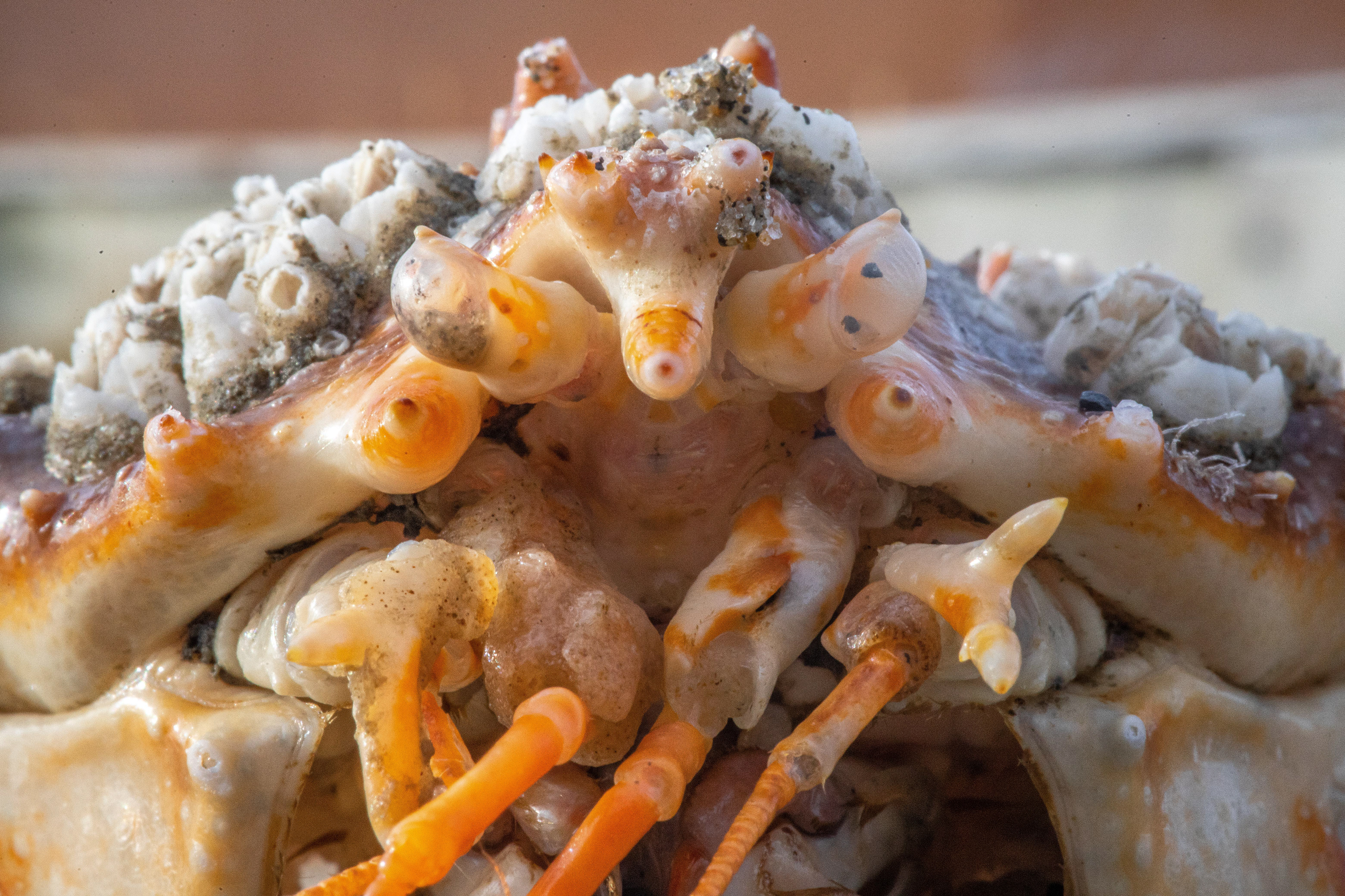 King Crab Carapace