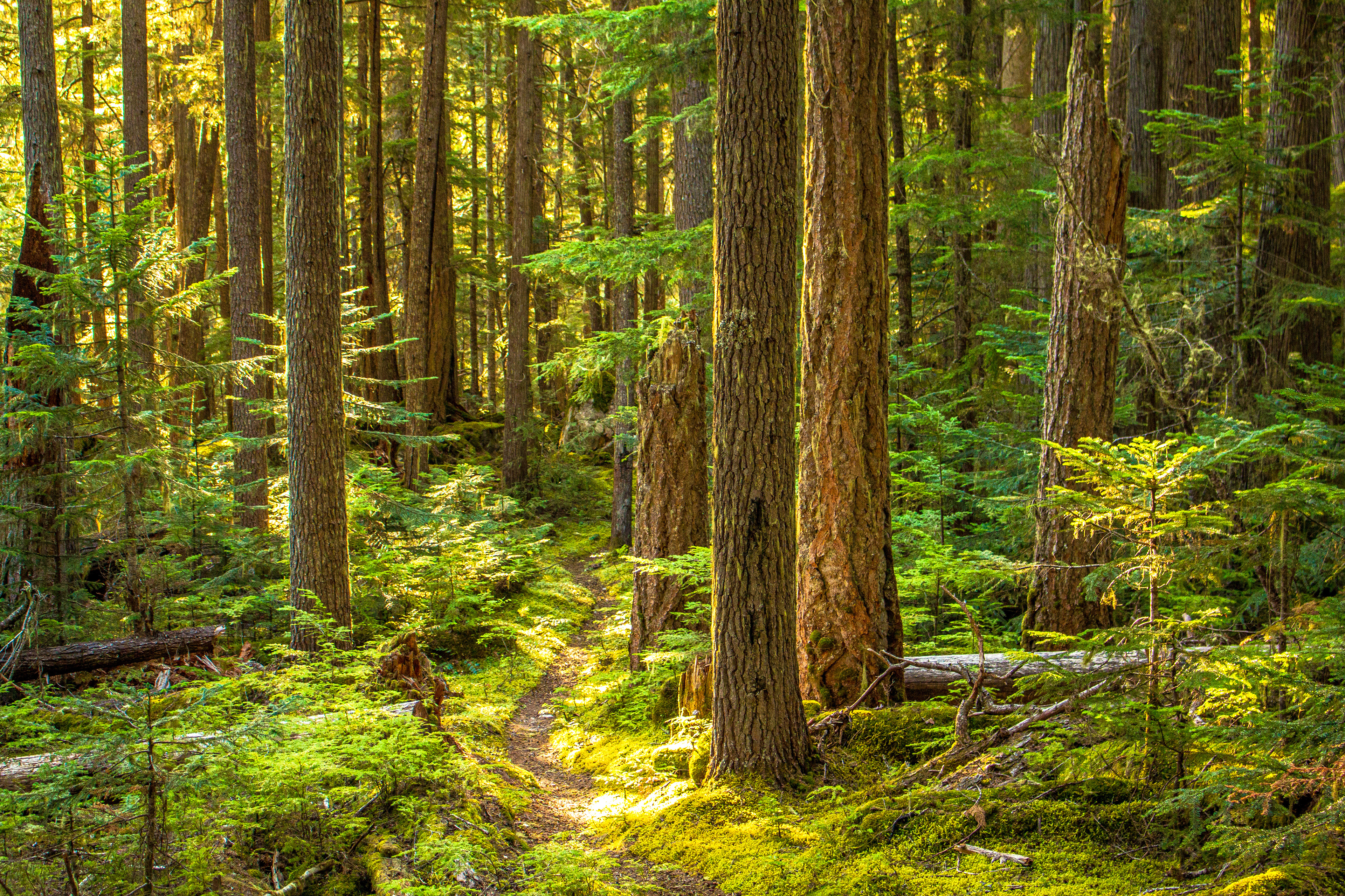 Golden Cascade Trail