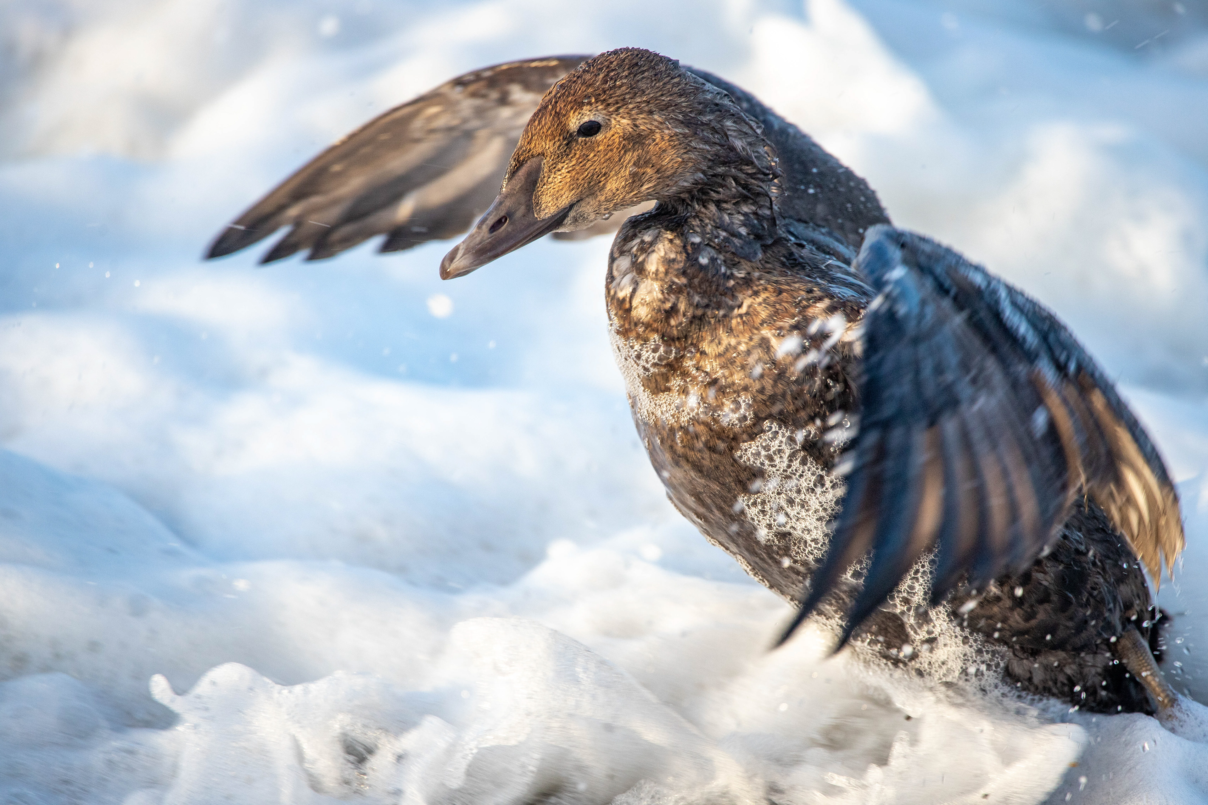 Eider in the Foam