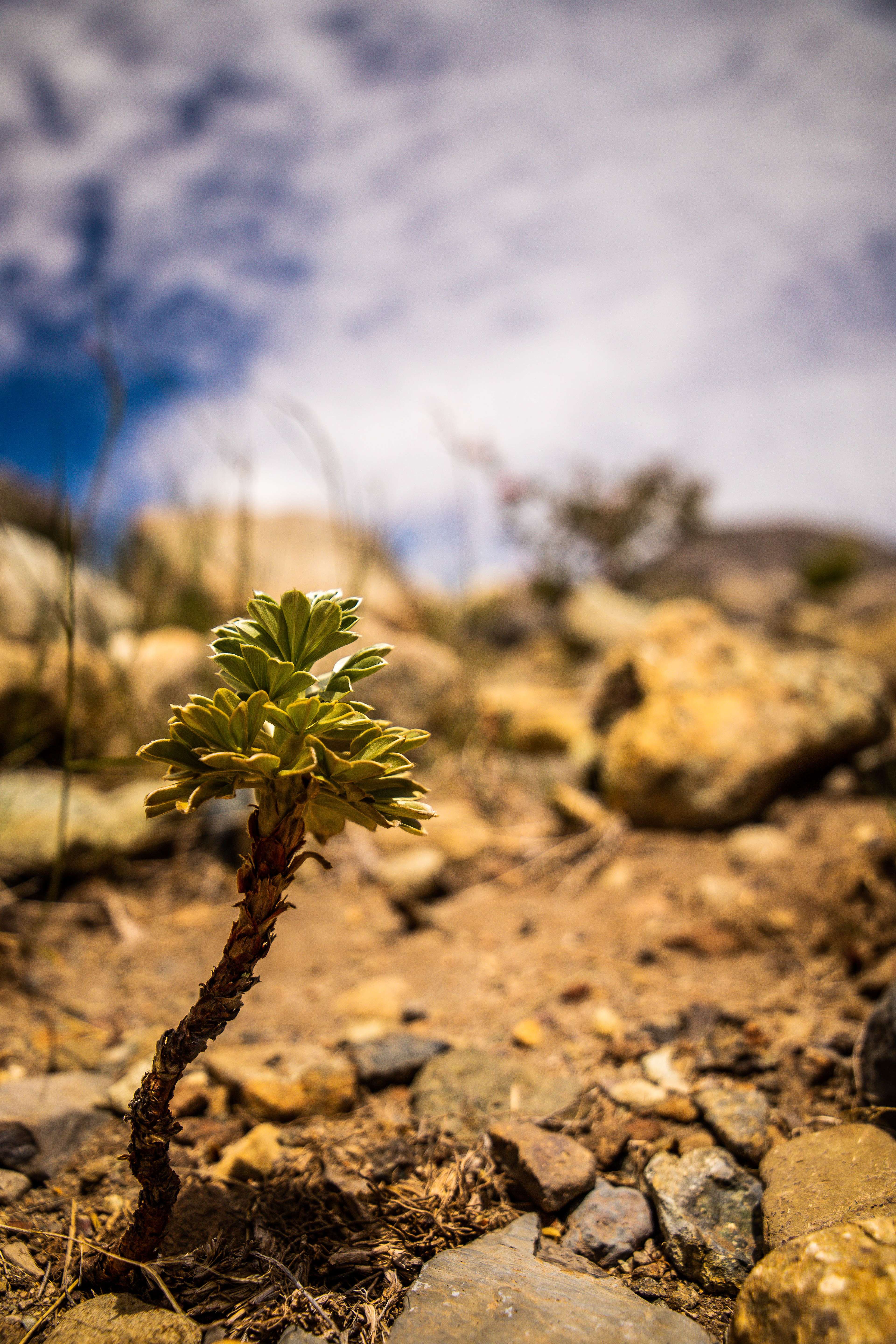 Mini Tree, Chile