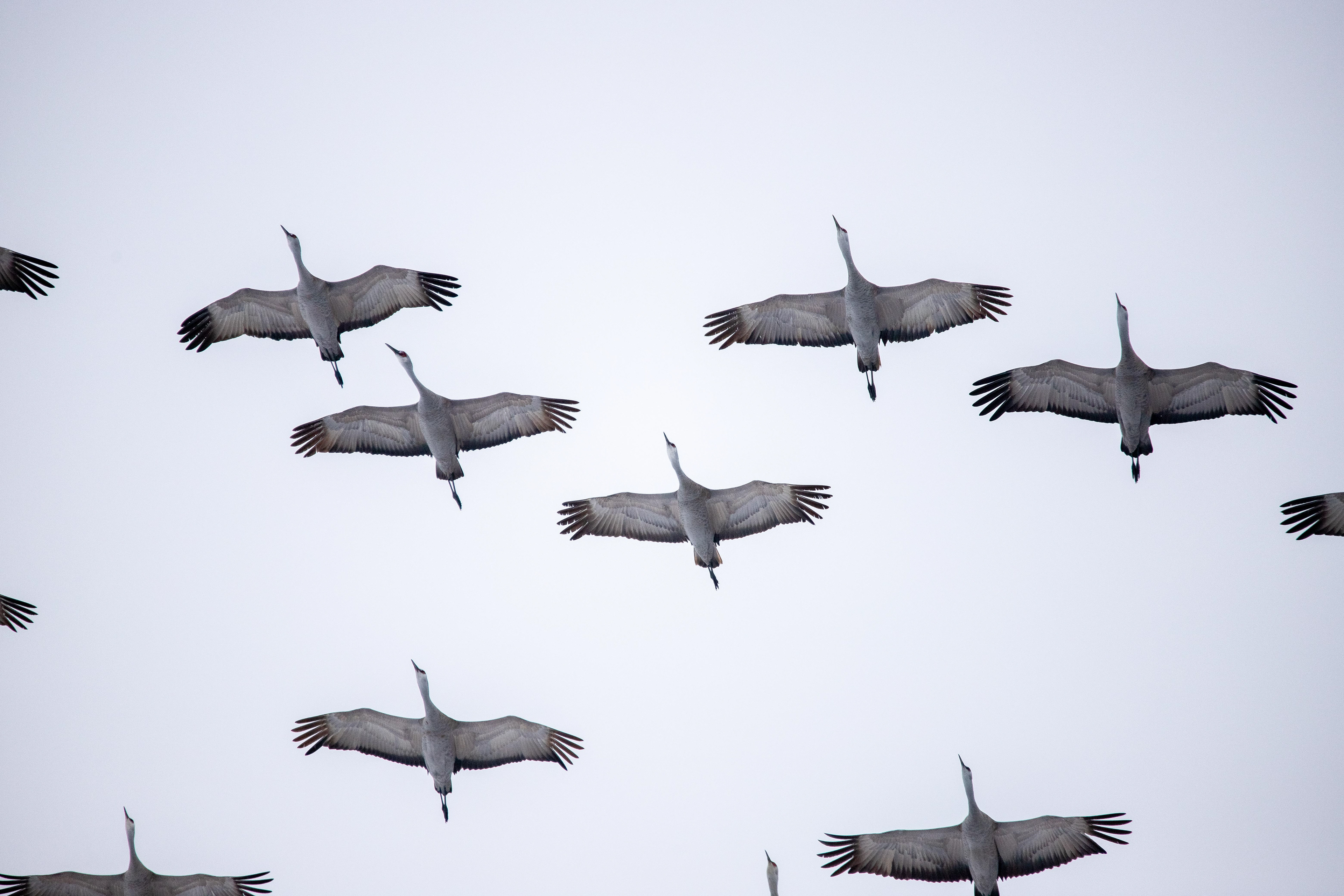 Migration- Sandhill Cranes