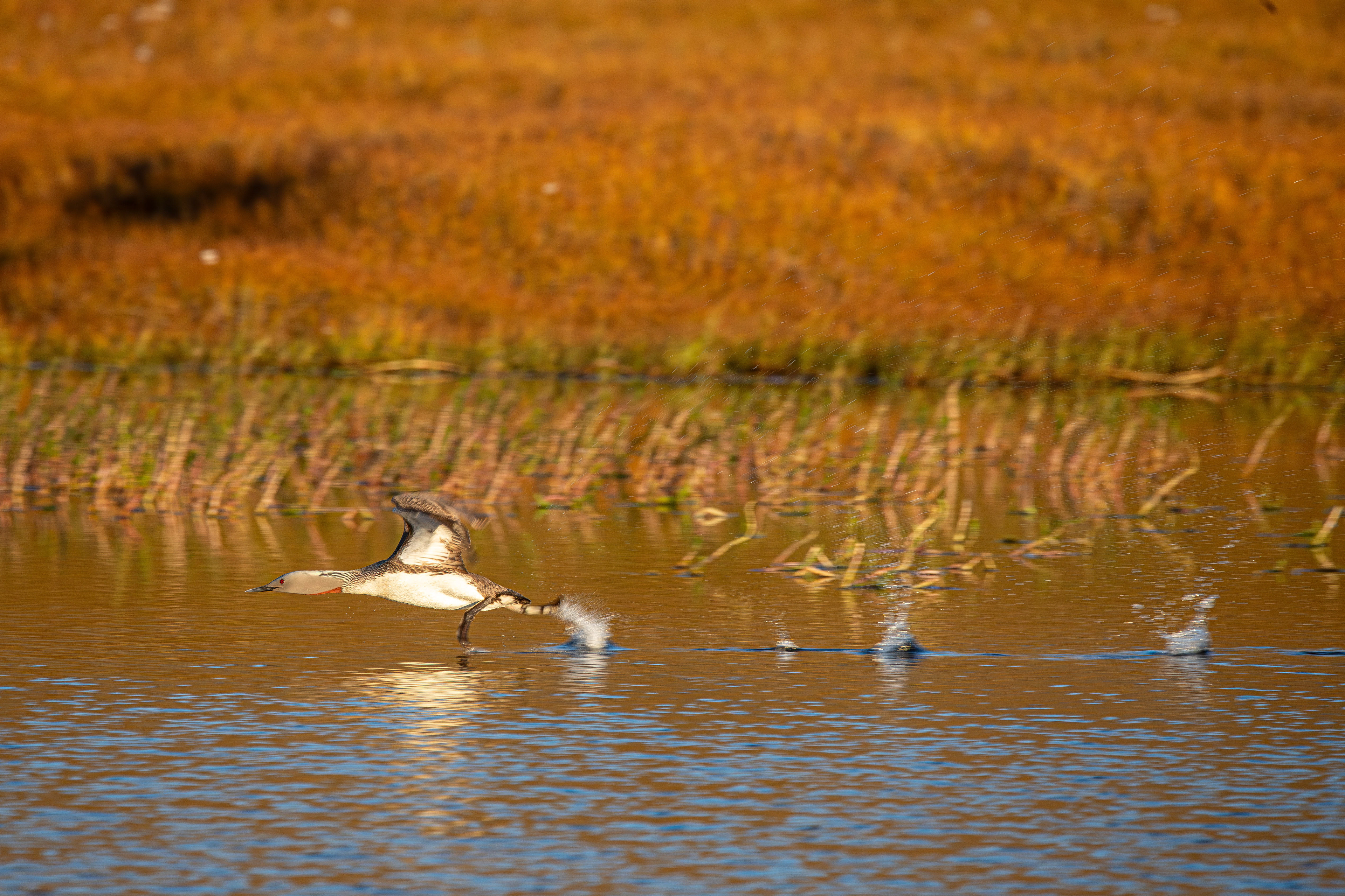 Running Loon