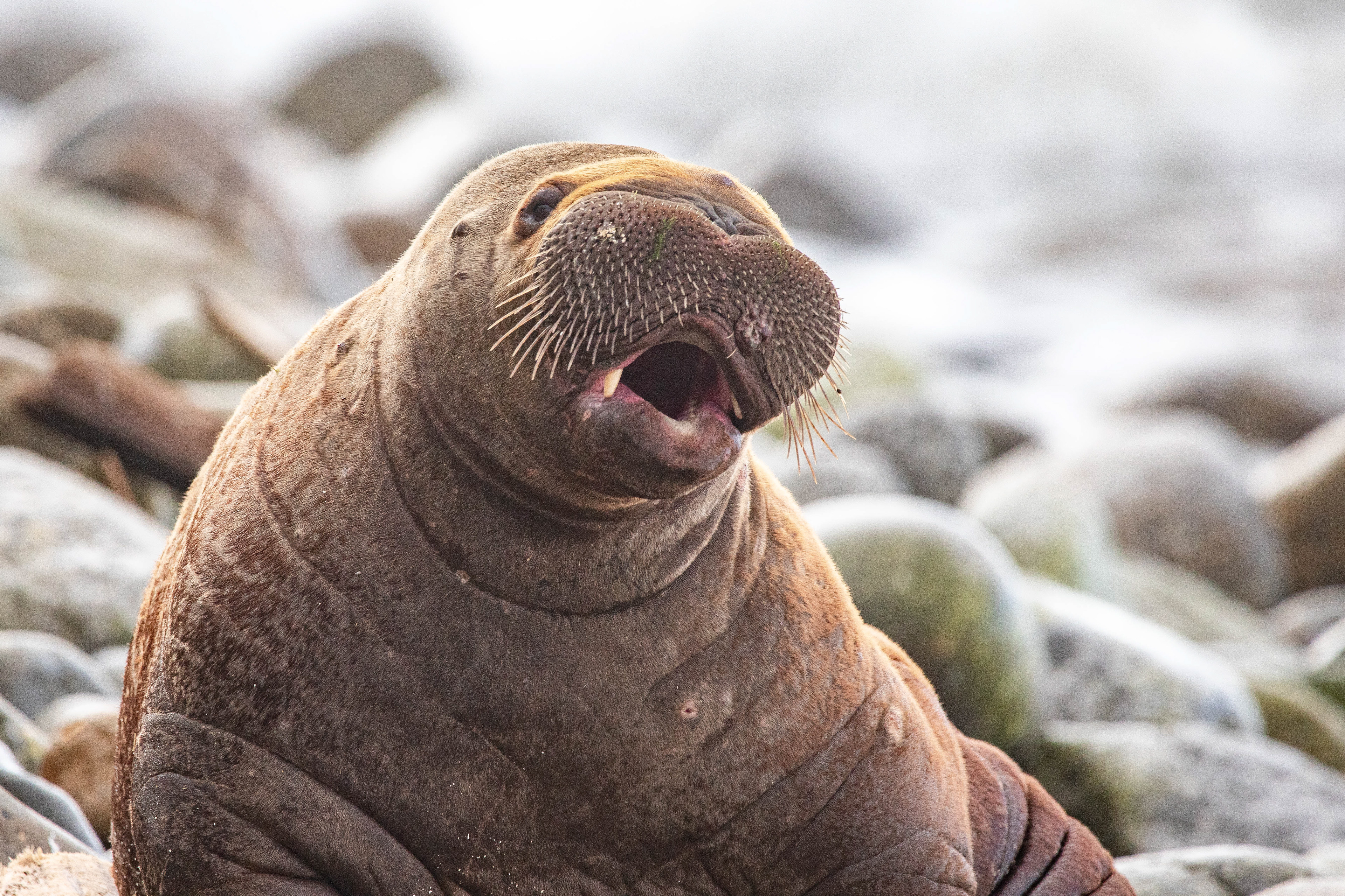 Baby Walrus 1