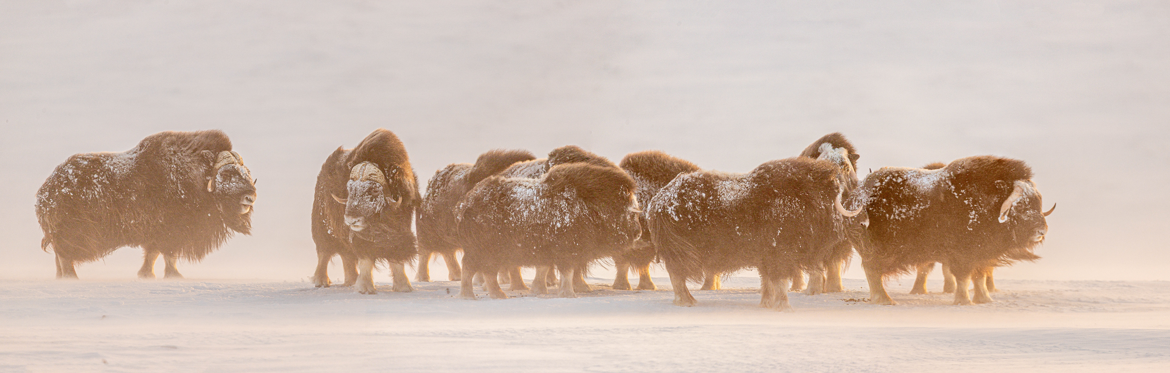 Musk Ox Panorama