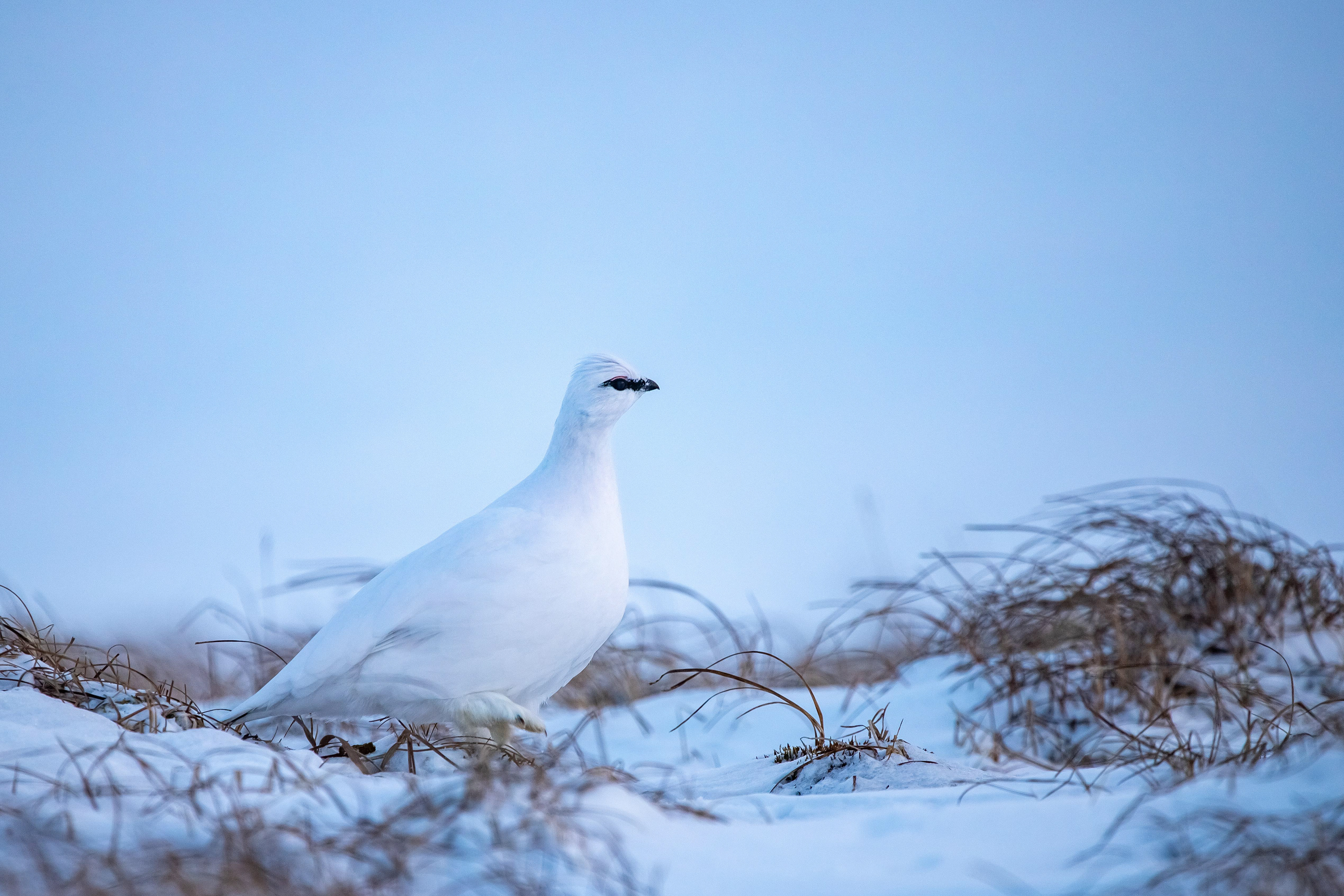 Ptarmigan Parade 1