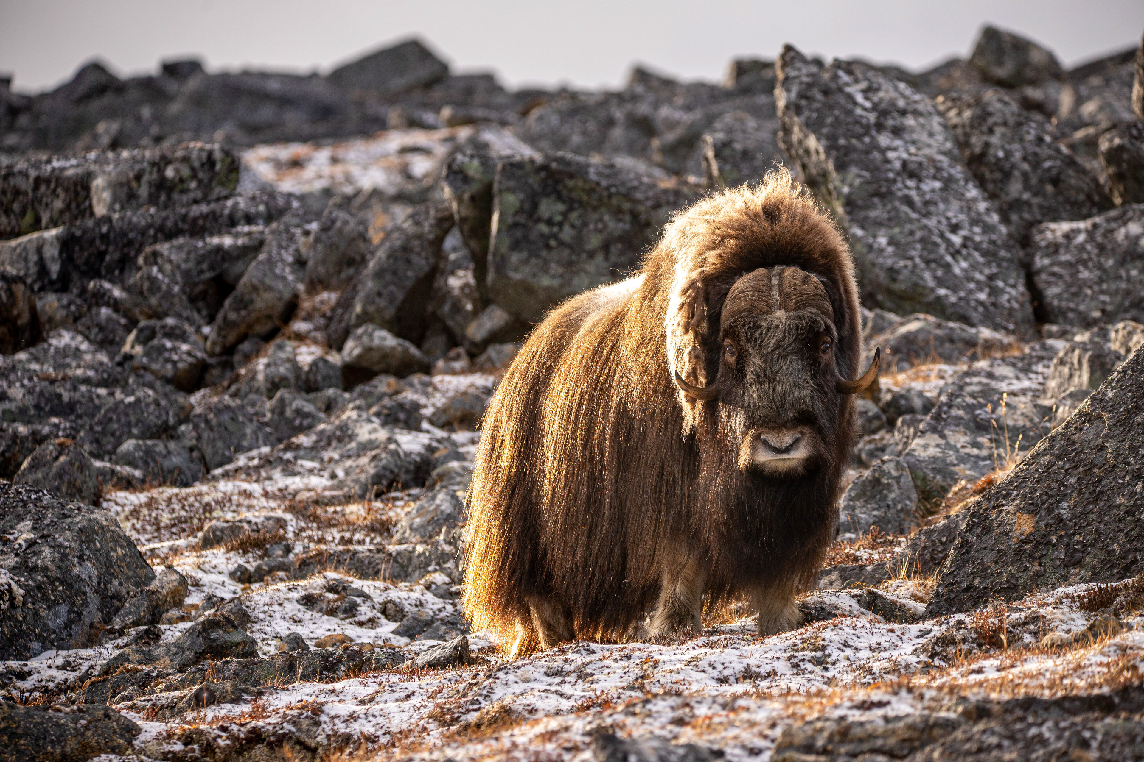 Musk Ox Majesty