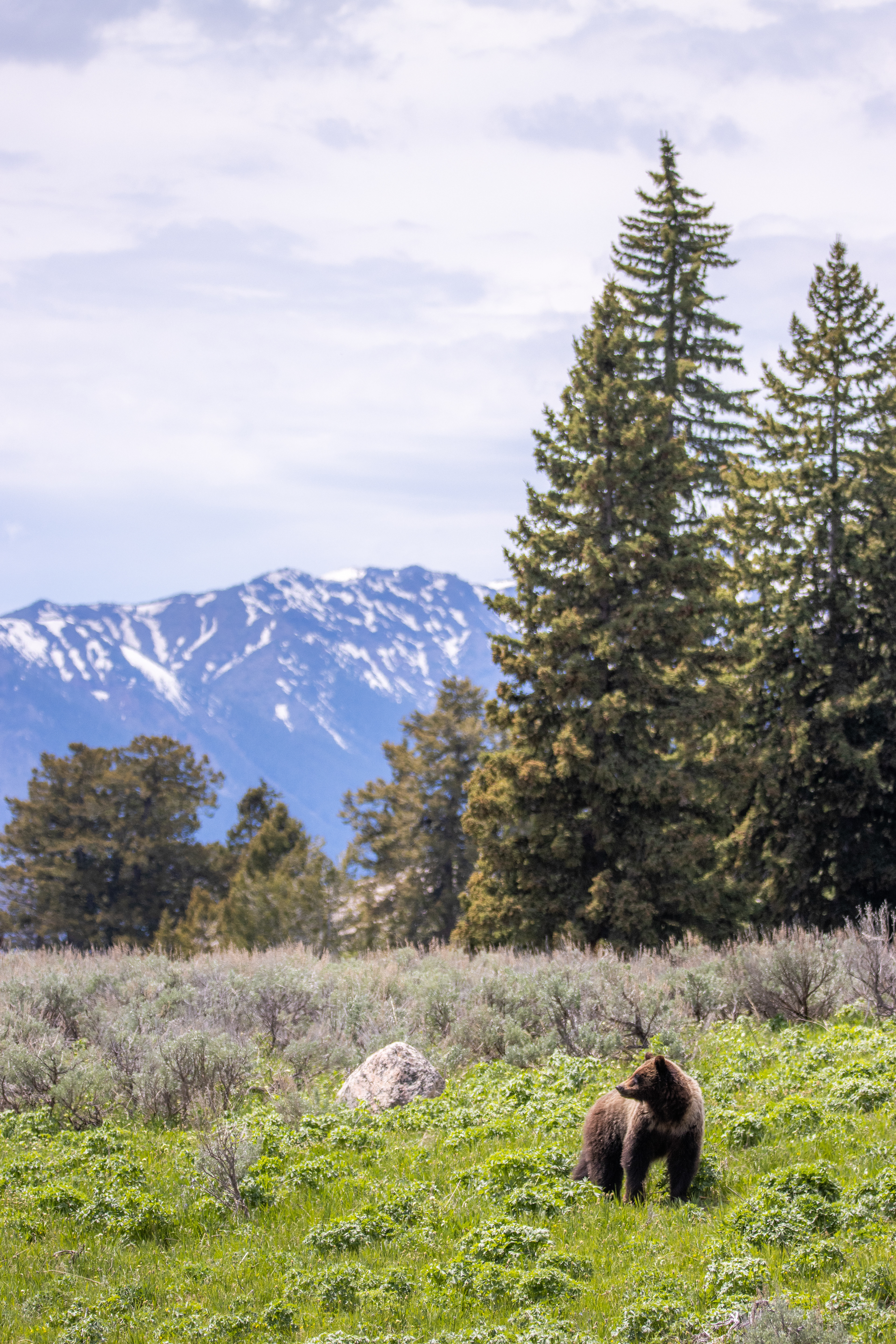 Beartooth Griz, Wyoming