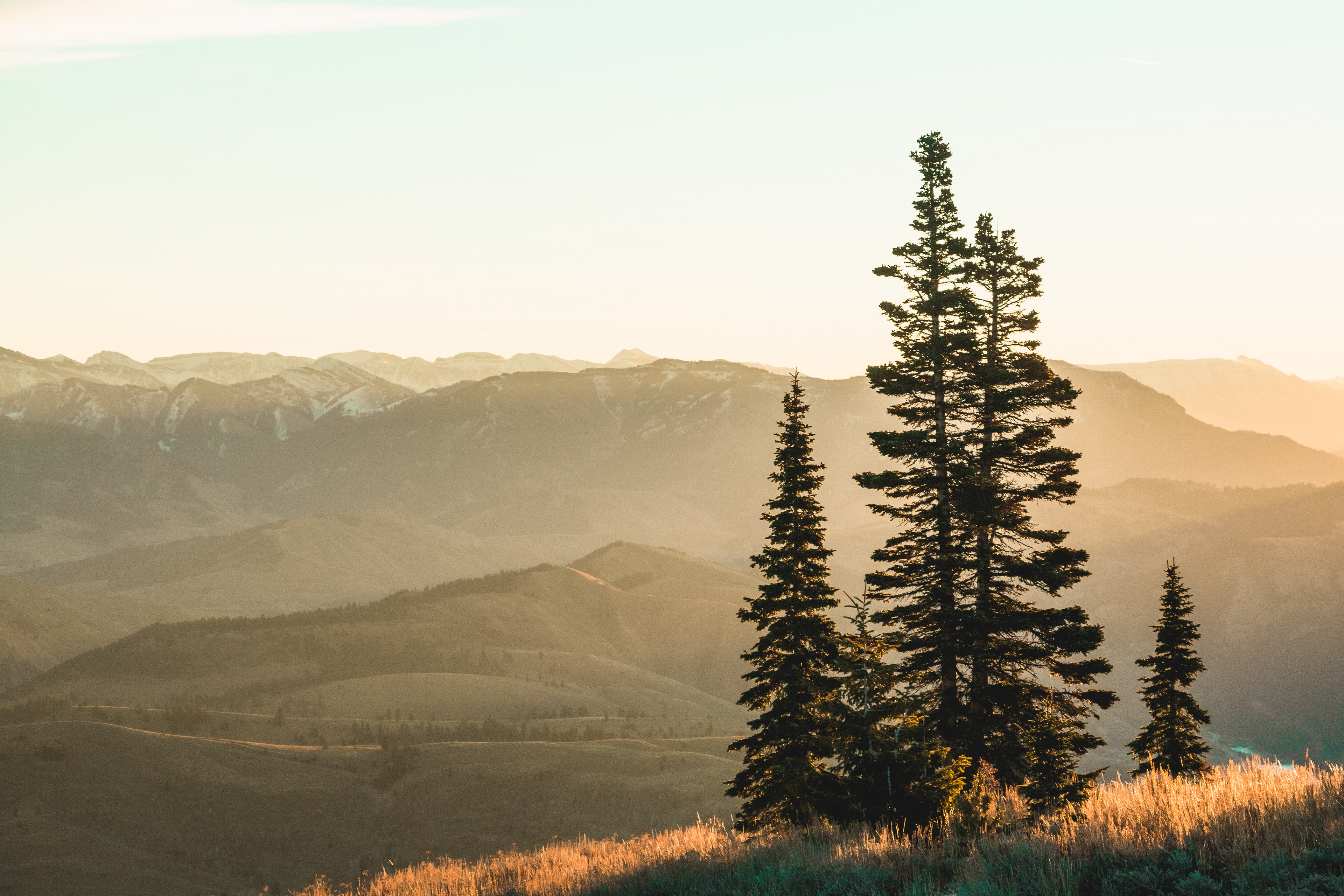 Palisade Dawn