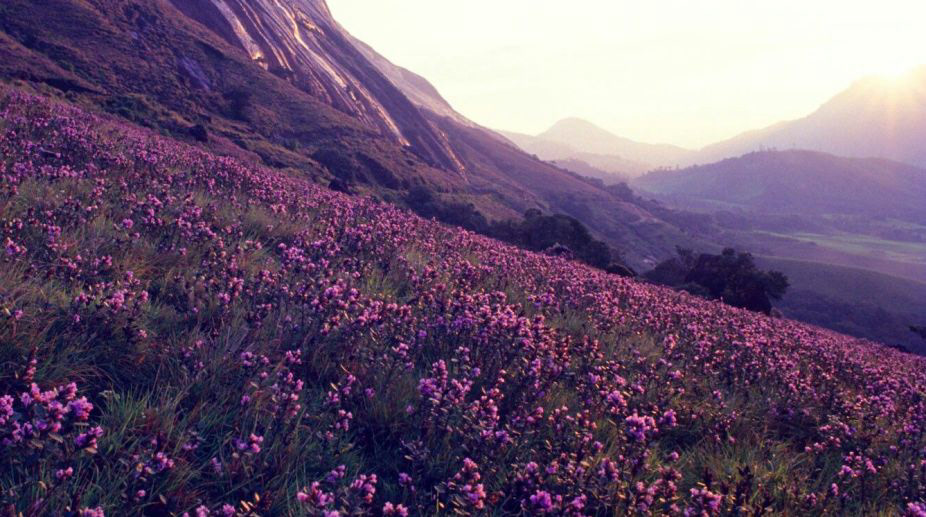 Nilkurunji Flowers, Nilgiri Hills
