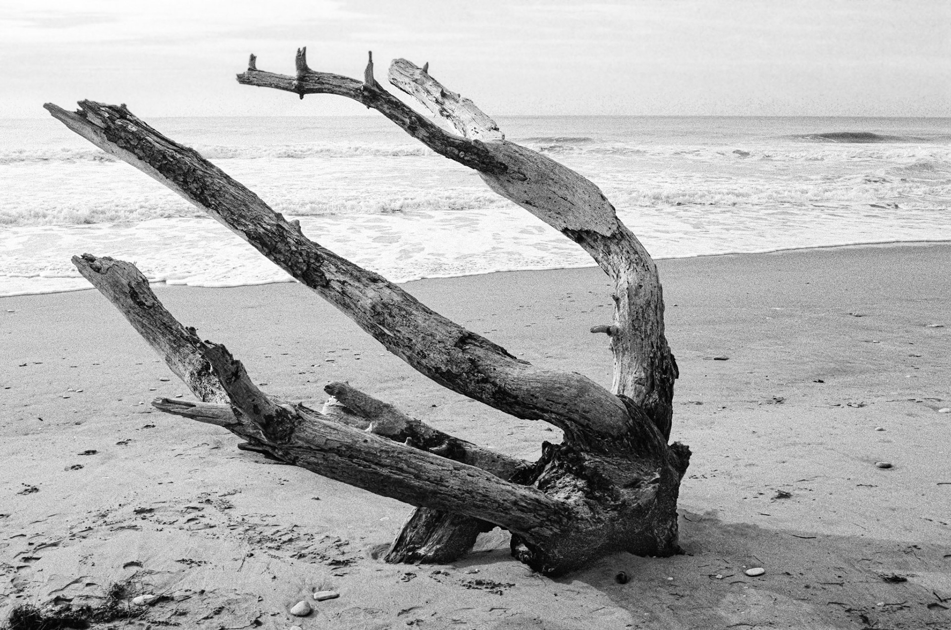 Nikon F100 - Pointe de Gatseau - Vestiges d'une forêt perdue