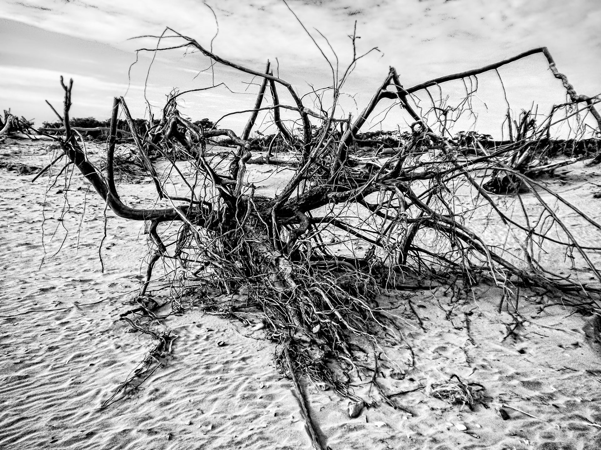 Nikon Coolpix S225 | Pointe de Gatseau - L'araignée