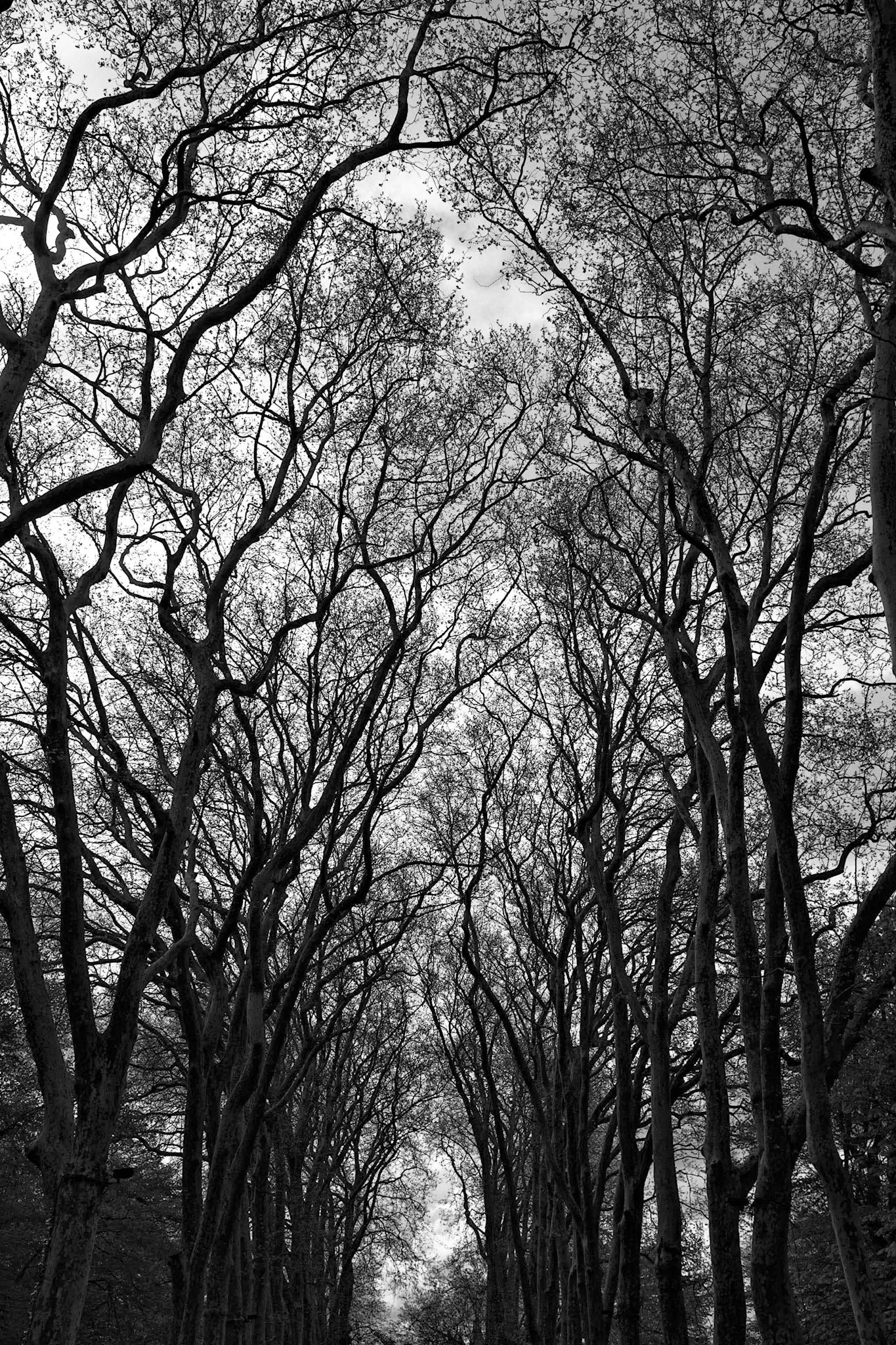 Fujifilm X100 | Chenonceau - Arbres du Parc