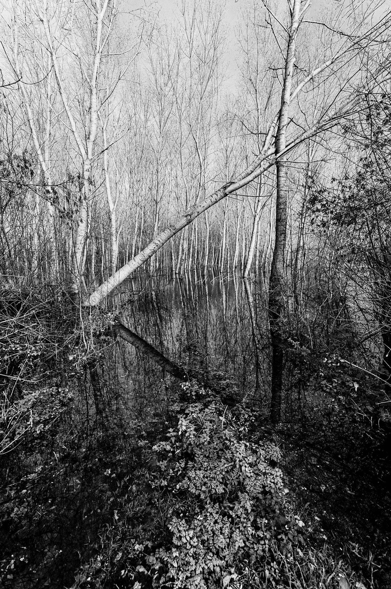 Tonnay-Boutonne - Paysage transformé par les inondations
