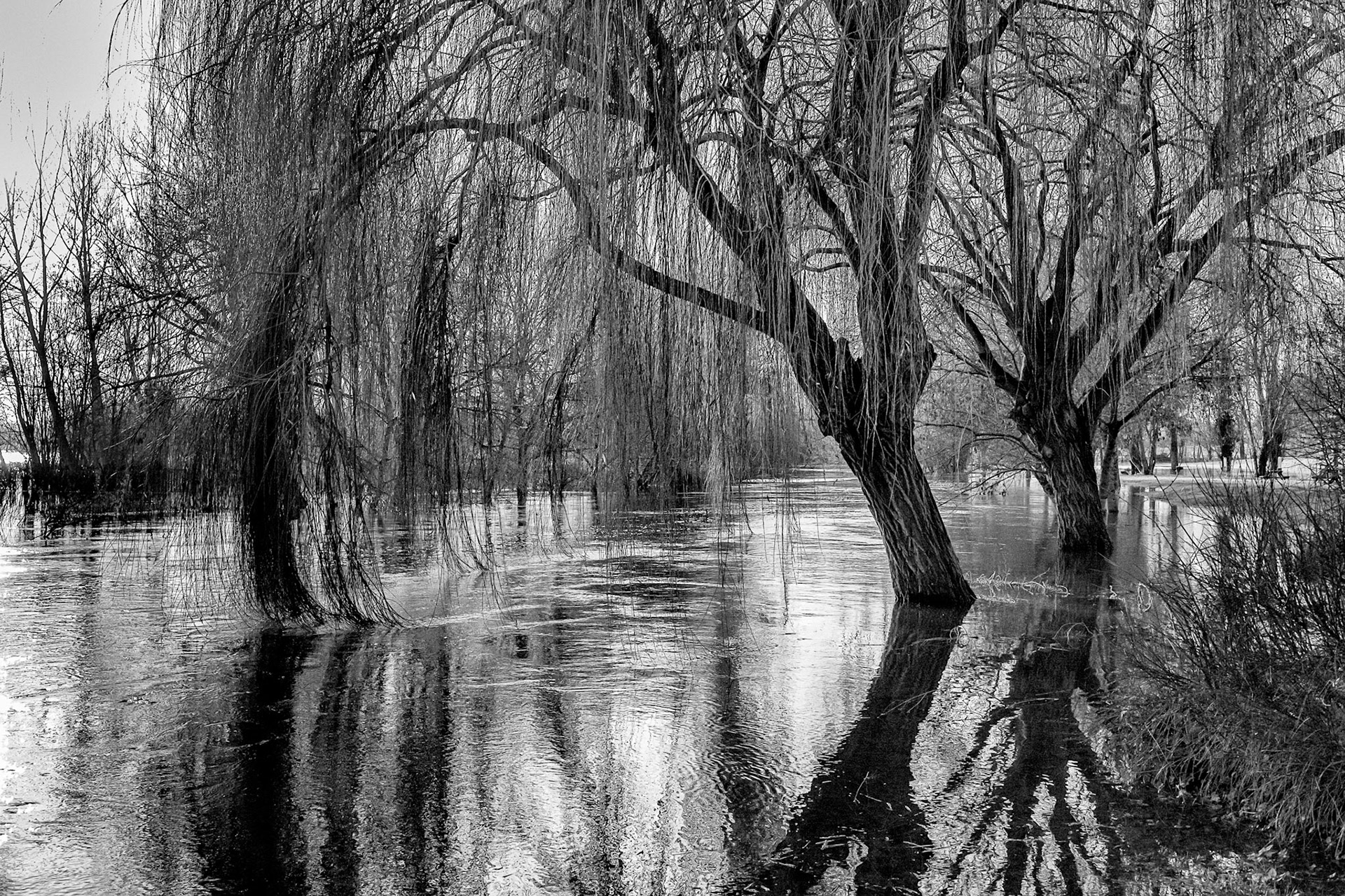 Fujifilm X-Pro1 | Tonnay-Boutonne - Ce saule a trop pleuré