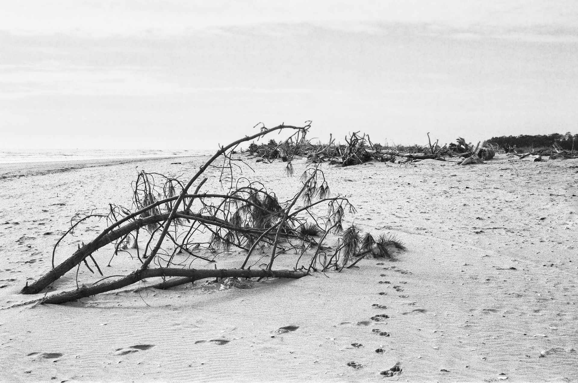 Nikon F100 - Pointe de Gatseau - Après la tempête Domingos