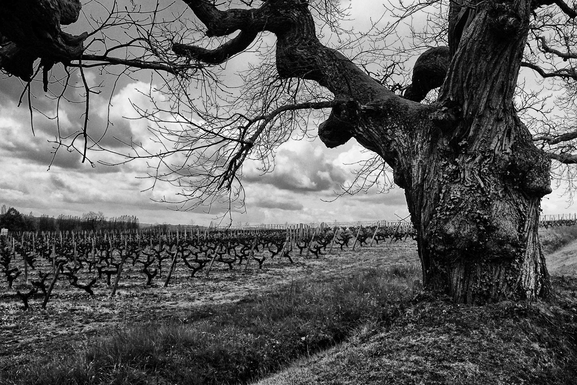 Fujifilm X100 | Vignes autour de Chenonceaux - Le vieil arbre veille sur la vigne