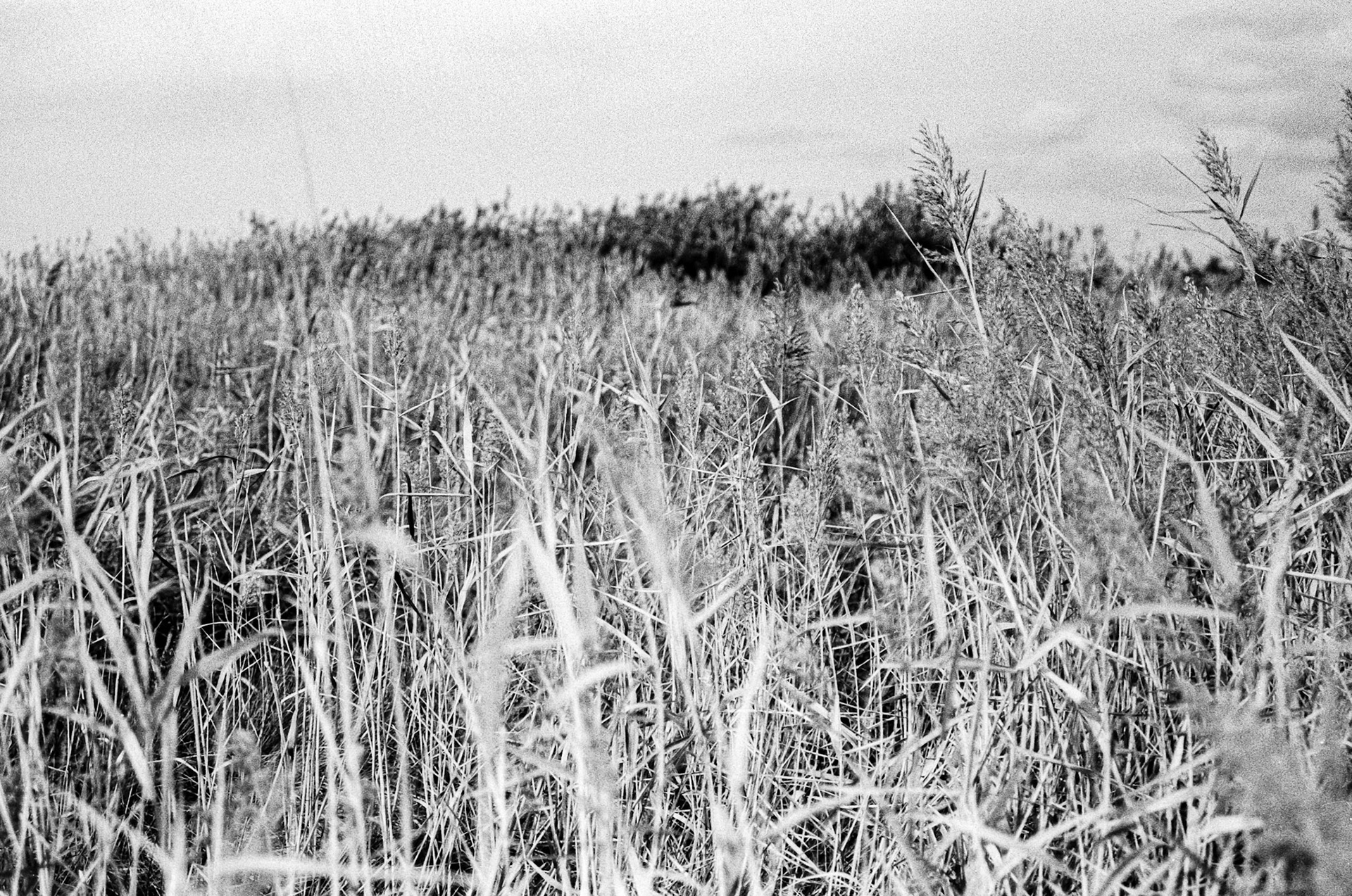 Minolta 7000 | Baie d'Yves - Herbes folles...