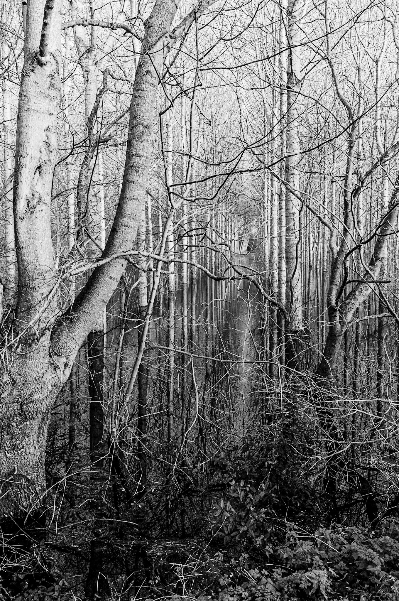 Nikon D300s | Tonnay-Boutonne - Paysage transformé par les inondations III