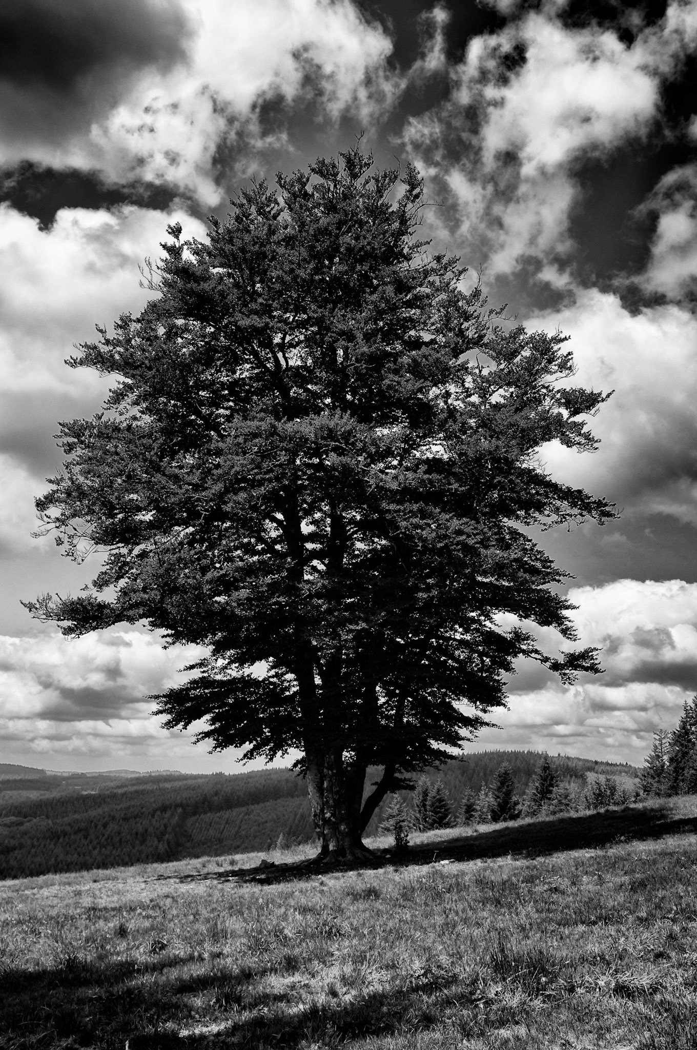 Fujifilm X100 | Corrèze - Vue de la Tour observatoire du Mont Bessou - L'arbre