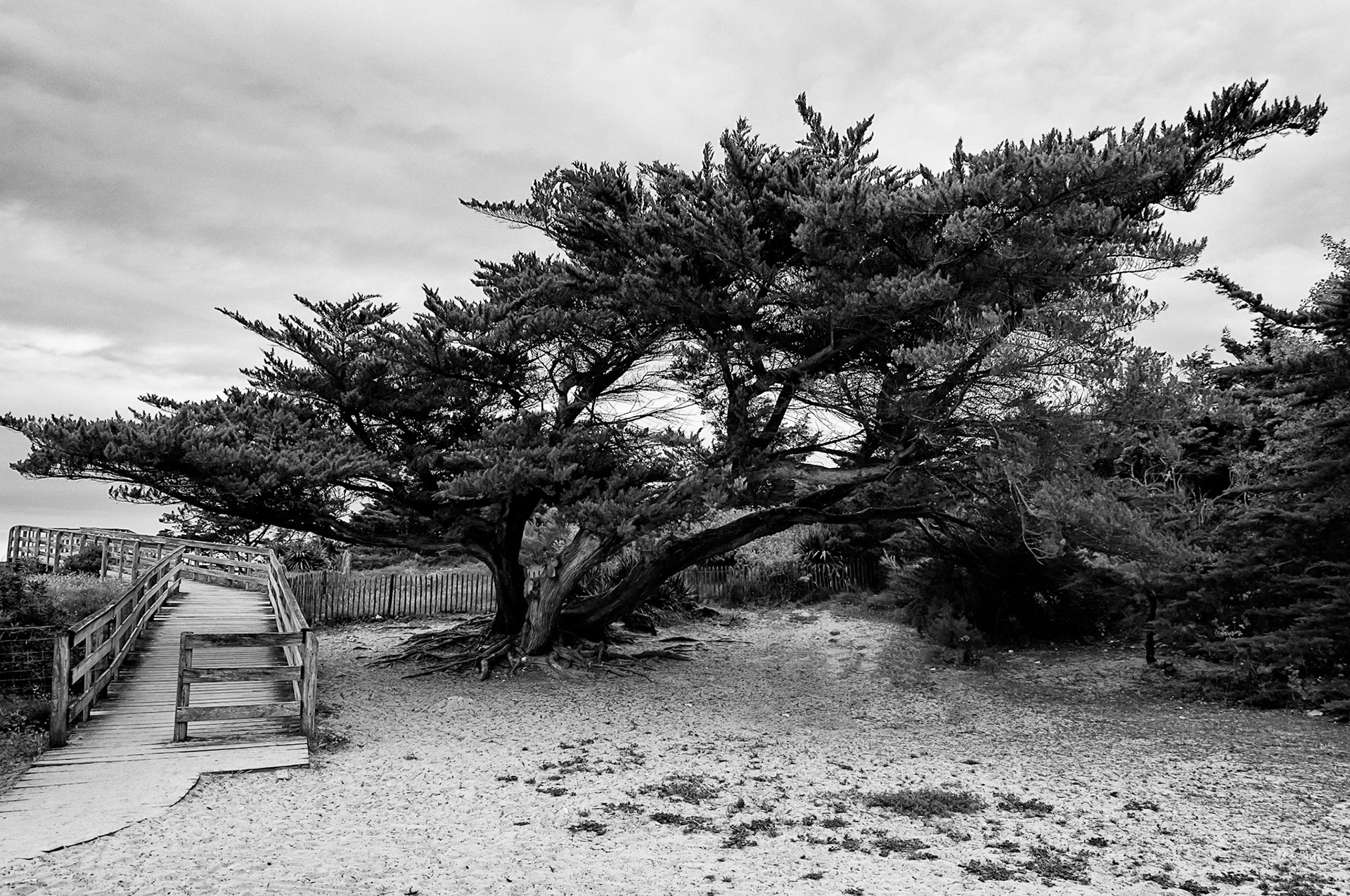 Nikon D300s | Ile de Ré - Le Bois-Plage en Ré - Modelé par le vent