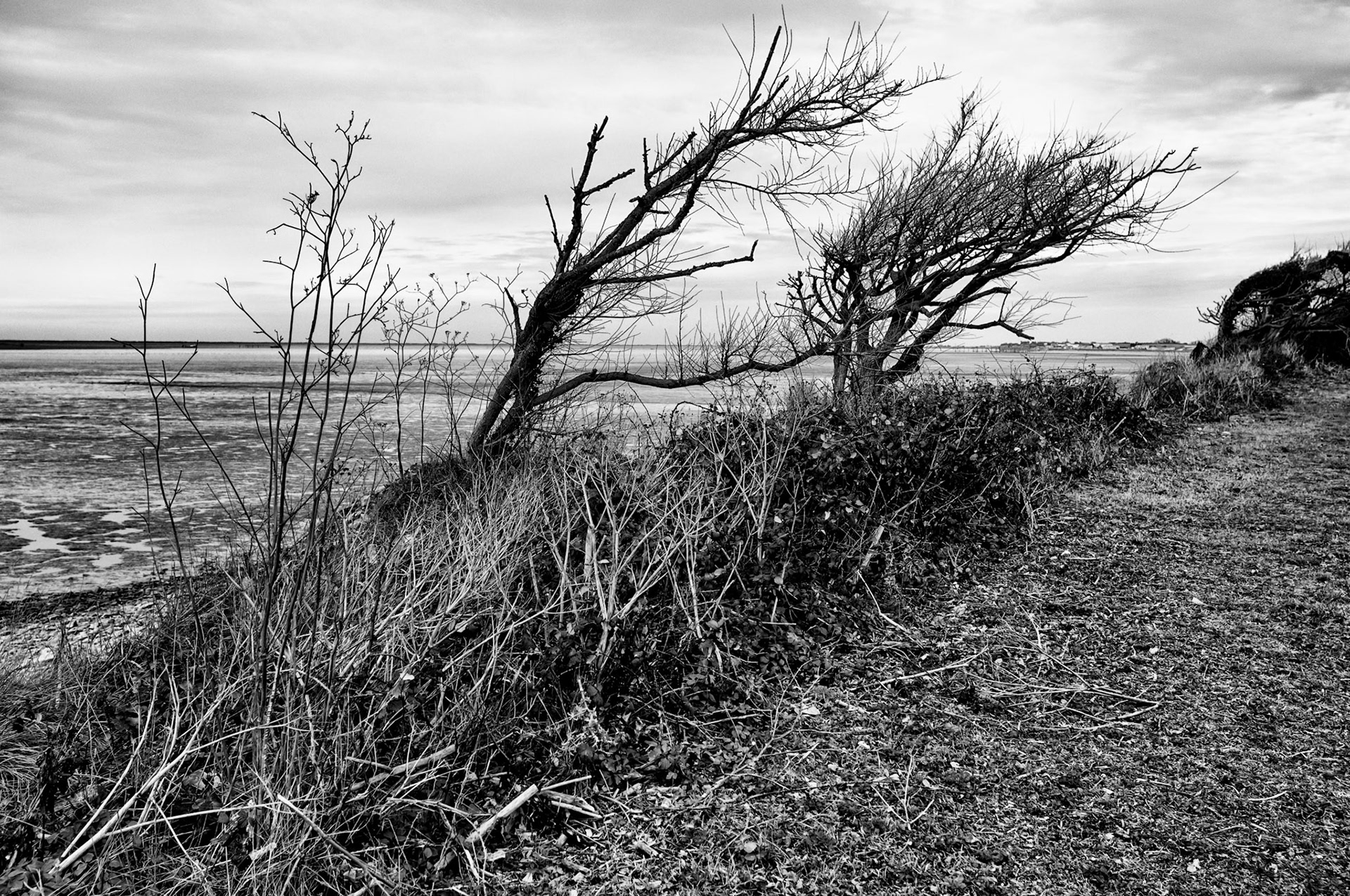 Fujifilm X100 | Marsilly - Baie de l'Aiguillon - Sous la force du vent