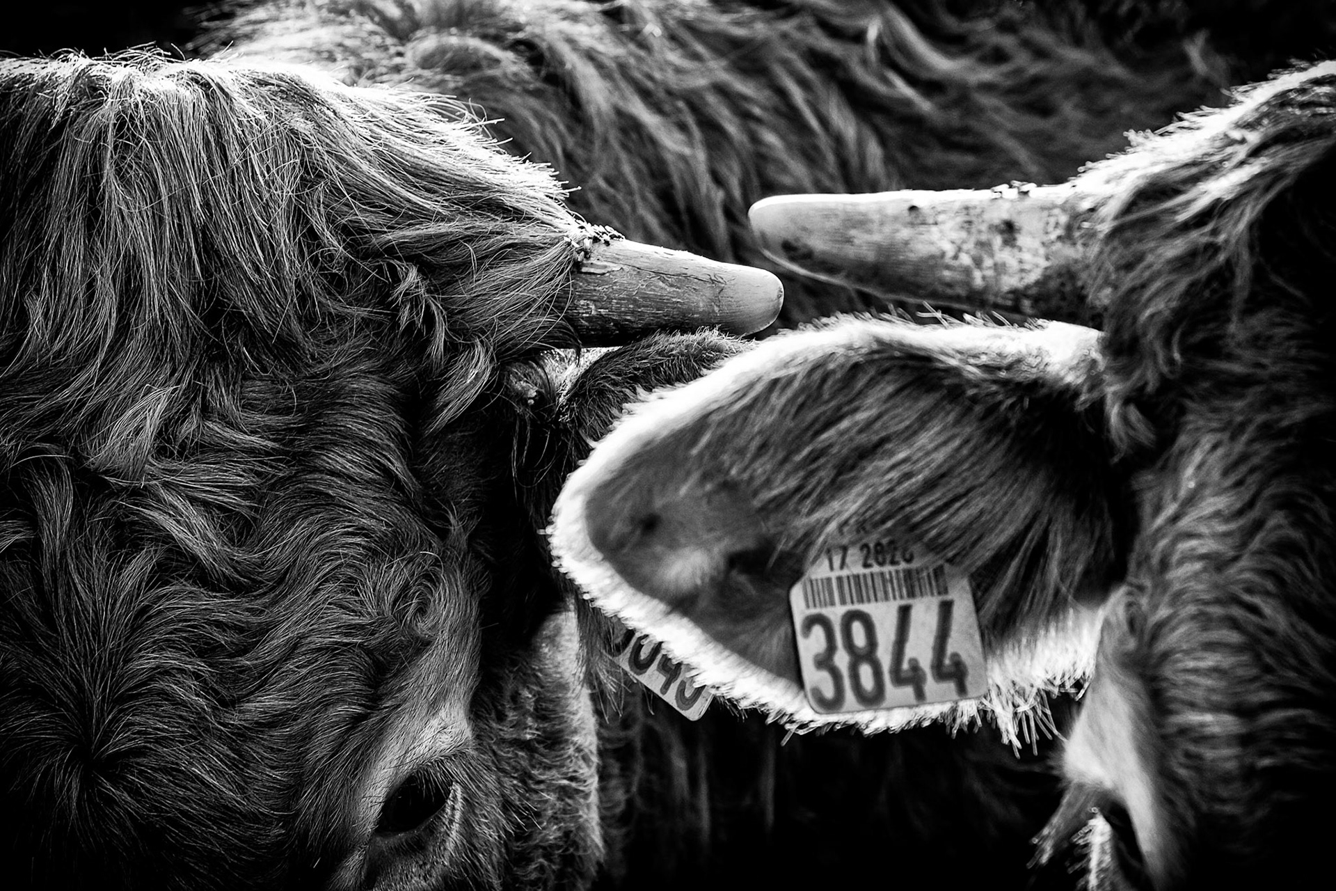 Fujifilm X-Pro1 | Archingeay - Hameau Fontaudet - 3844