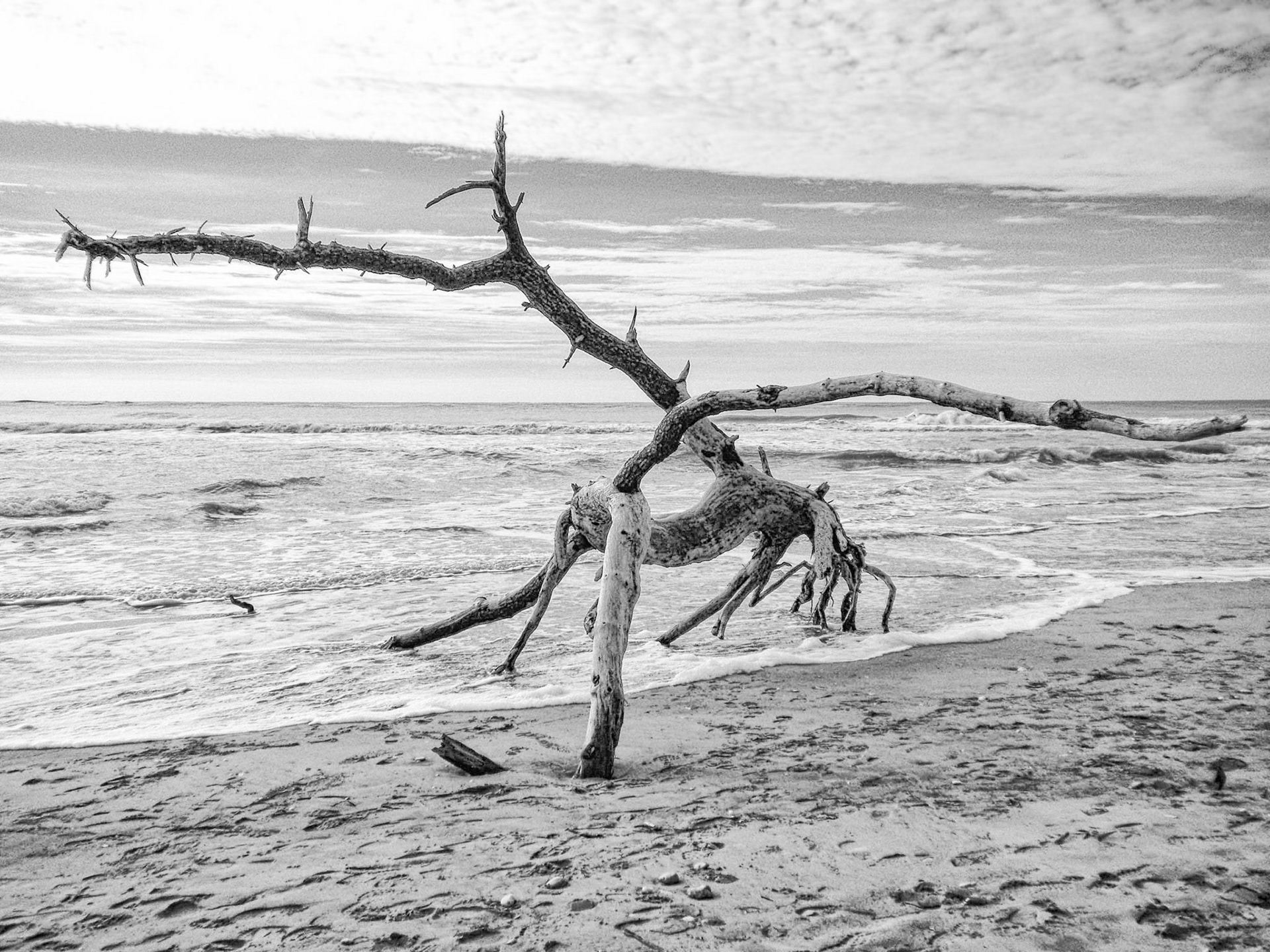 Nikon Coolpix S225 | Pointe de Gatseau - L'arbre épine