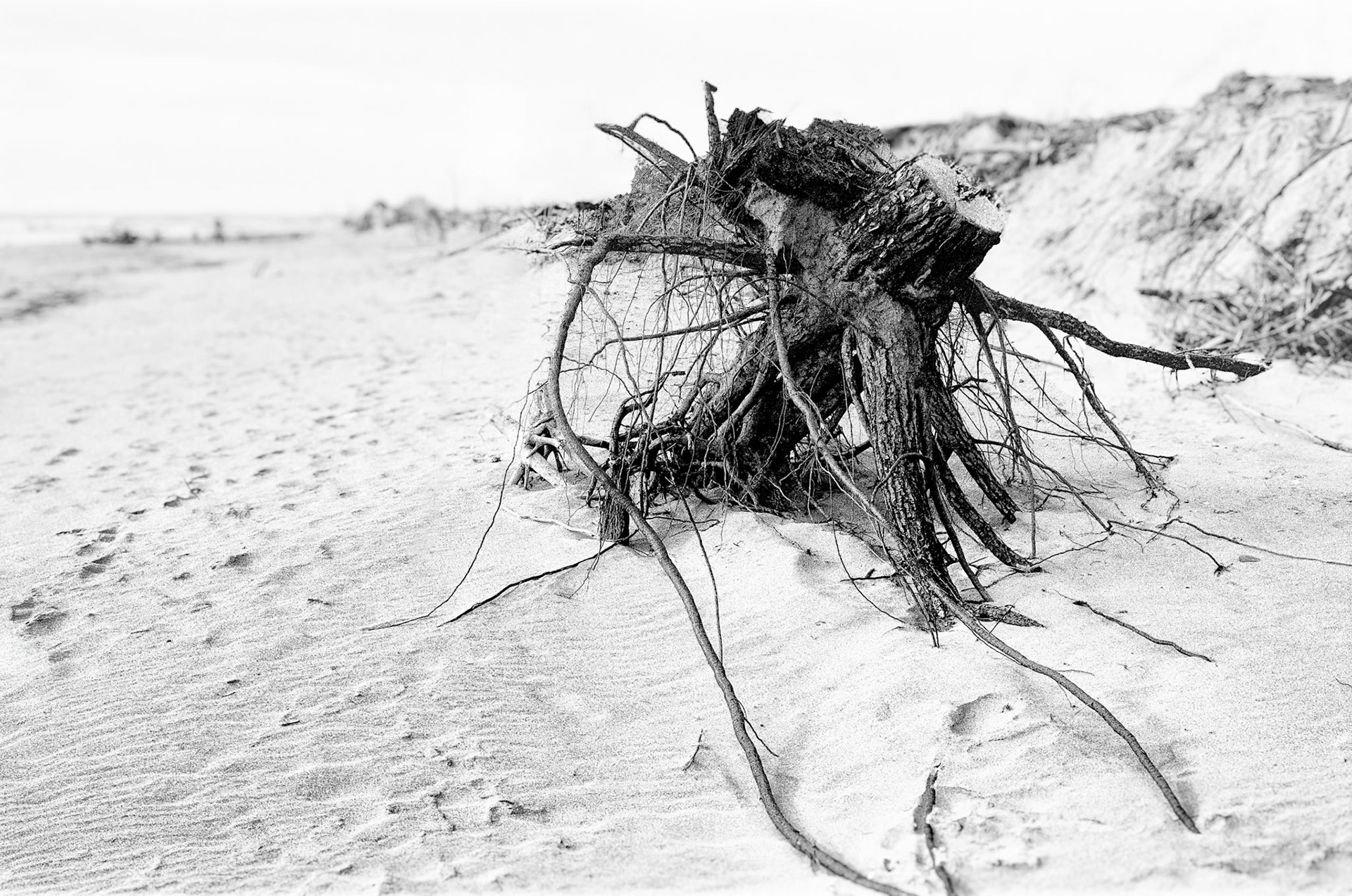 Nikon F100 - Pointe de Gatseau - La pieuvre