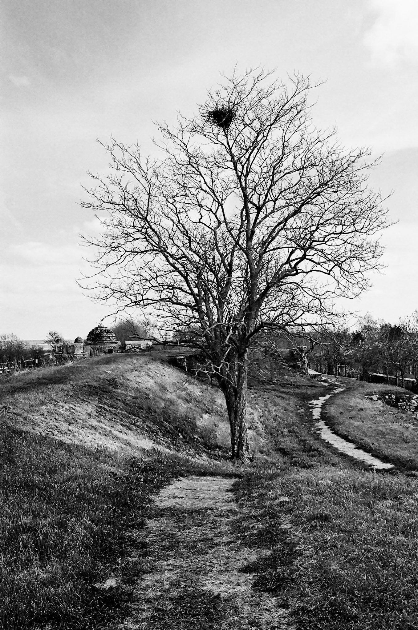 Nikon F100 | Brouage - Sur les remparts - Le nid