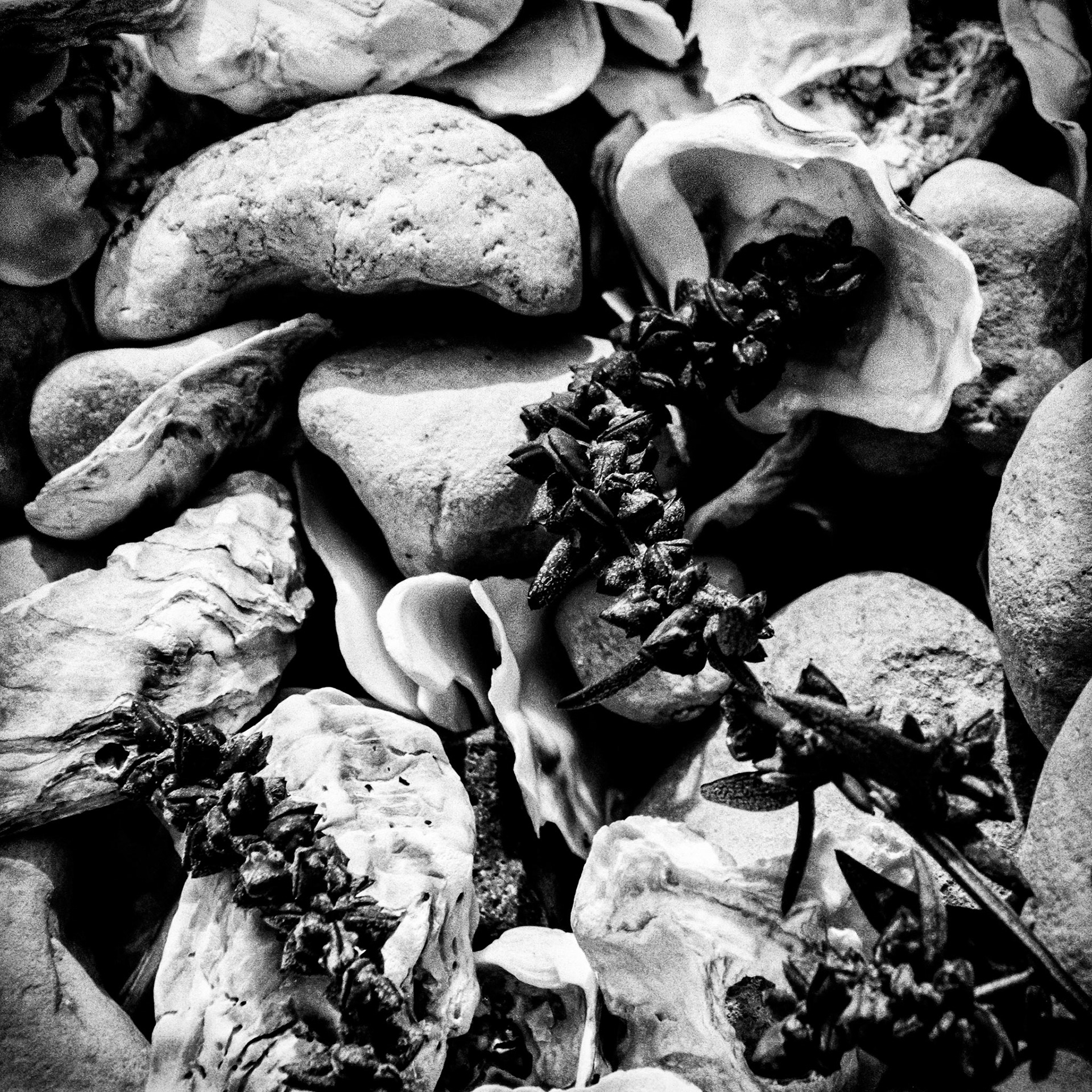 Minolta 7000 | Baie d'Yves - Coquillages et crustacés