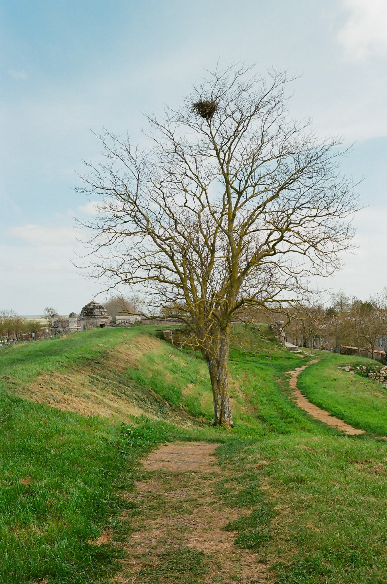 Nikon F100 | Brouage - Sur les remparts - Le nid