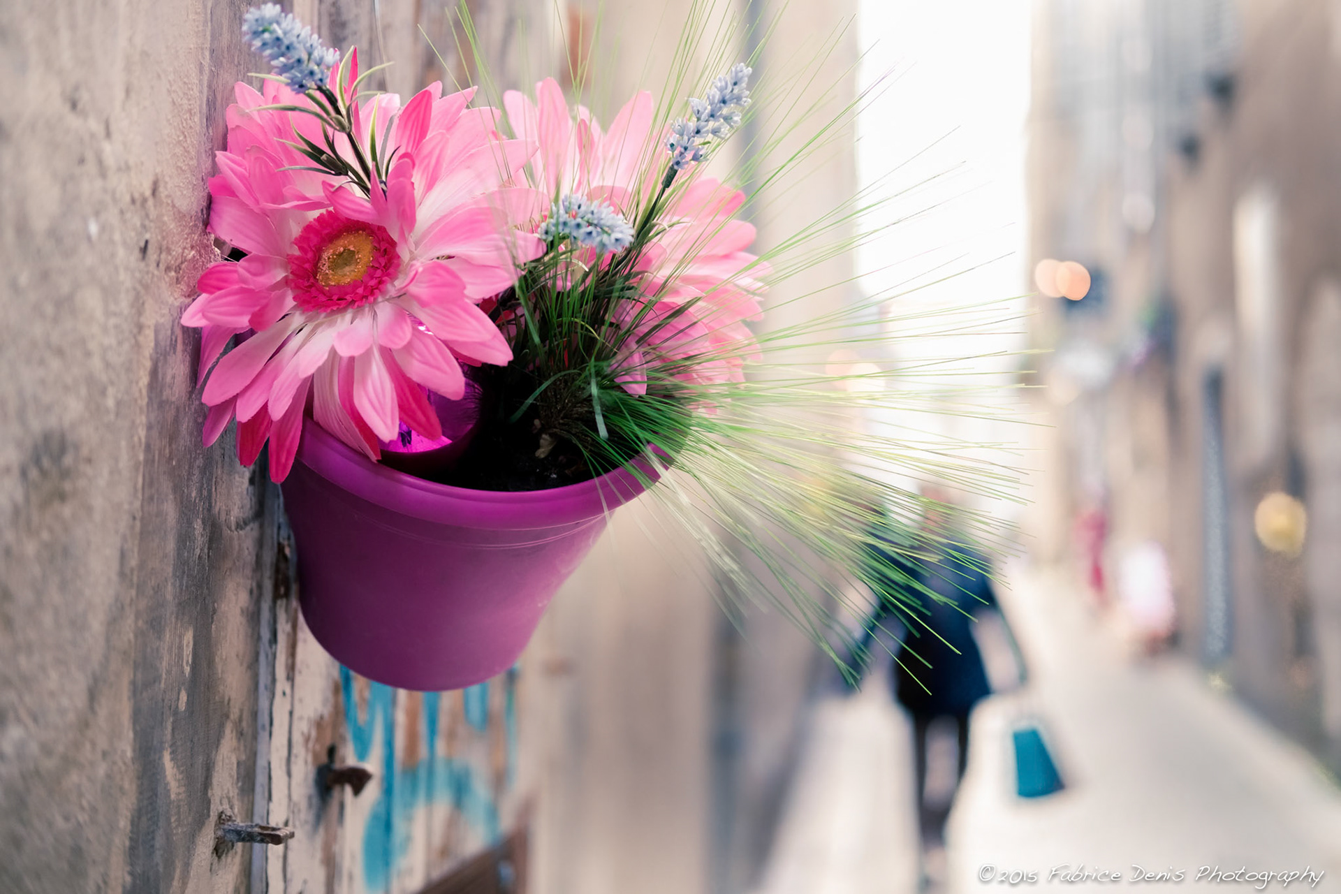 Fujifilm X-Pro1 | La Rochelle - Rue des Mariettes - Marguerites et Lavandes